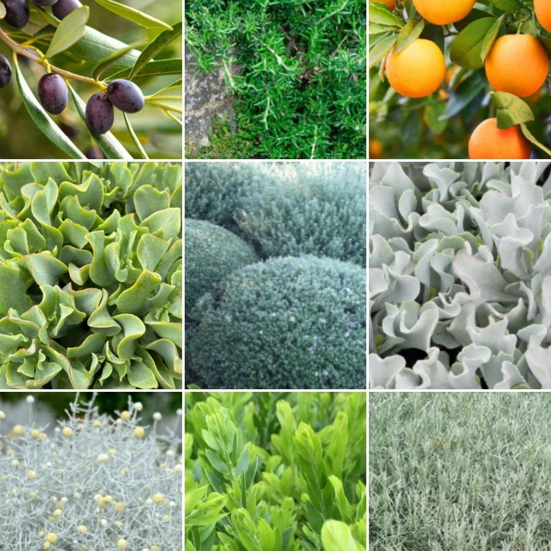 This week&rsquo;s plant palette is all about sun-loving style!

I've designed a west-facing front yard in Glenroy for clients who adore Mediterranean edibles and hardy succulents. Think fragrant herbs, bold textures, and plants that thrive in the hea