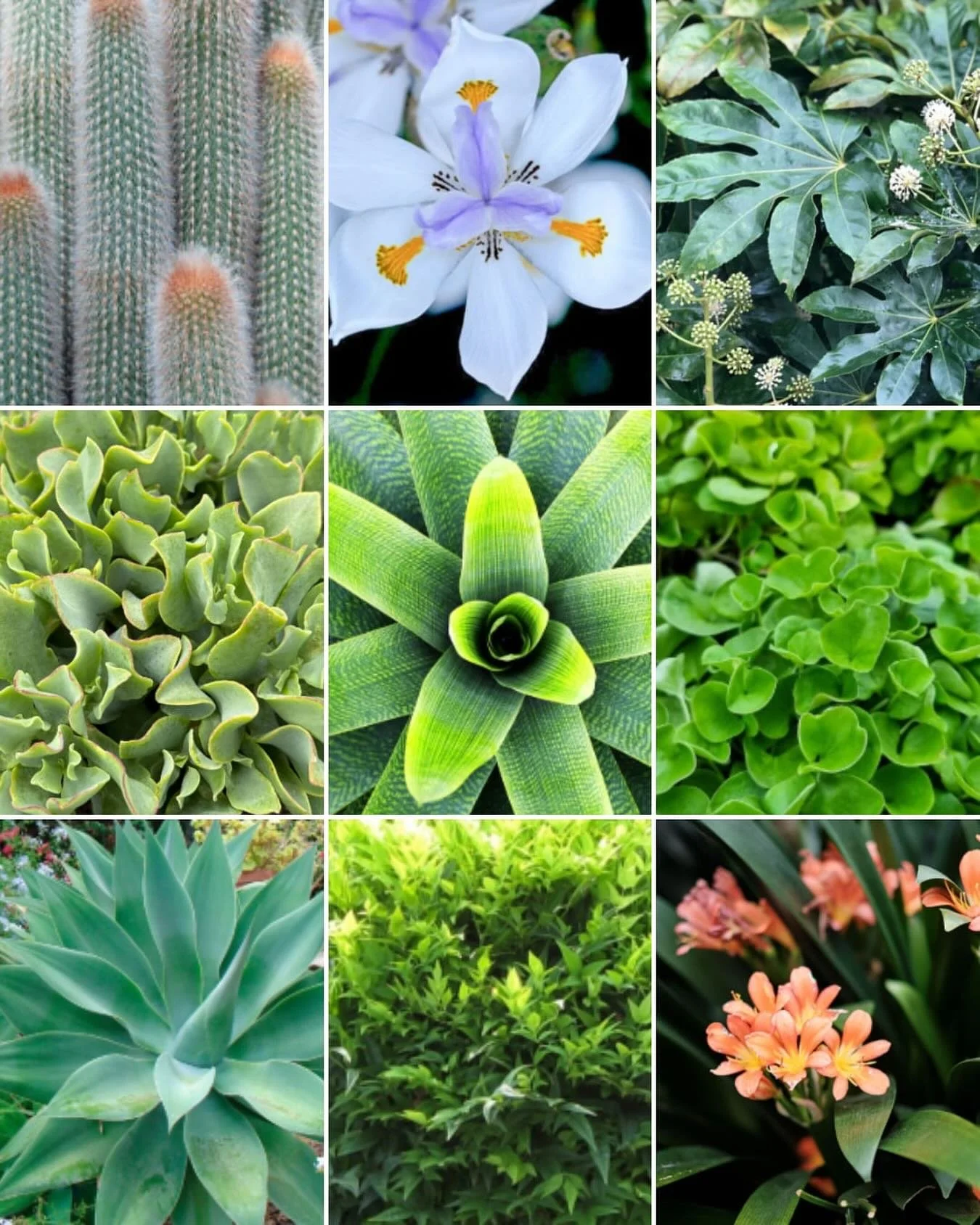 Today&rsquo;s plant palette - Tough plants with interesting shapes and textures. These babies are destined for a little courtyard in Thornbury, where they will be lovingly planted by @___rejuvenate