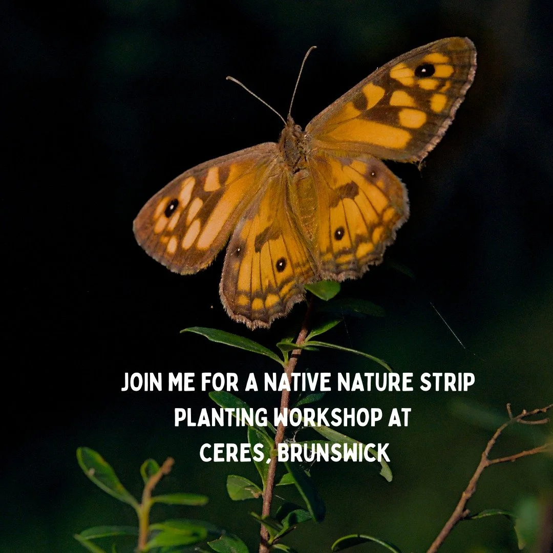 I'm very excited to be teaching a workshop at the wonderful @ceresbrunswick. I'd love to see you there!

NATIVE NATURE STRIP PLANTING Sunday, November 30th, 10am - 1pm Join me for a fun and informative workshop where you&rsquo;ll learn how to turn yo