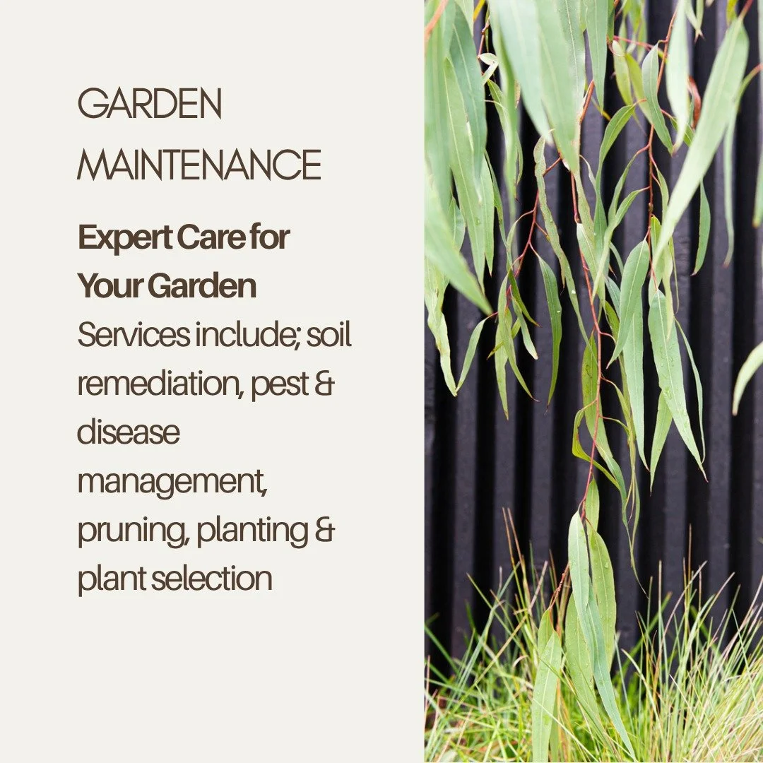 Hi Friends, I want to come work in your garden! 
Whether you need maintenance, a bit of advice or a full landscape design I'm your girl.
Send me a DM to discuss which option would work best for you.
#landscapedesign 
#landscapedesignmelbourne 
#edibl