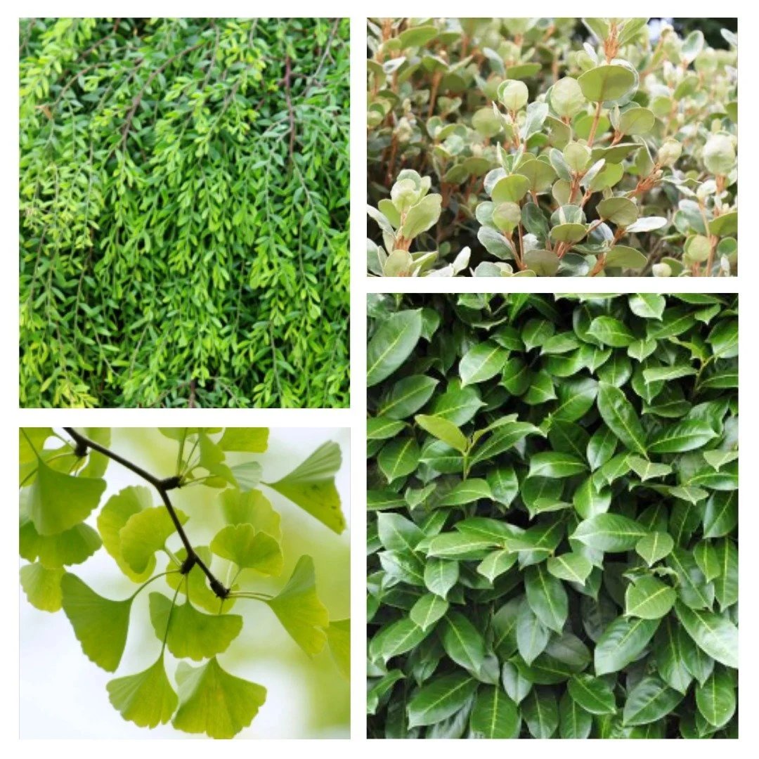 This week&rsquo;s project focused on the development of a formal garden layout, with a strong emphasis on structured planting and variation in hedge heights to define space. I selected:
&bull;	Acacia howittii &lsquo;Honey Bun&rsquo; &ndash; A compact