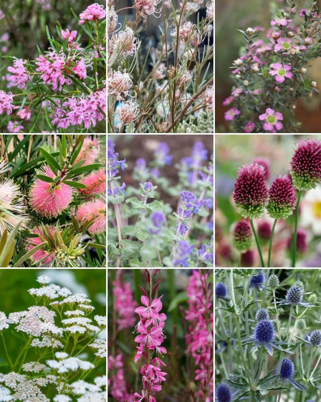 Ben from  @_rejuvanate is about to break ground on a new project I designed in Brunswick West. The design celebrates colour and texture through a mix of flowering native shrubs and a small perennial meadow planting &mdash; stay tuned for updates!
#la