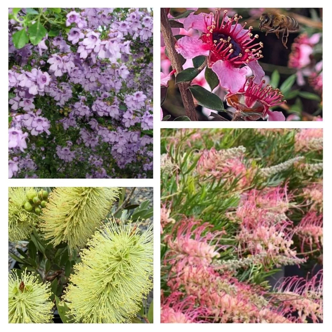 I have been too busy for social media lately! I have had a string of lovely clients who all want colour, birds and bees in their gardens, which I have thoroughly enjoyed. Pictured here is a plant combo I put in at Croydon Hills recently that I partic