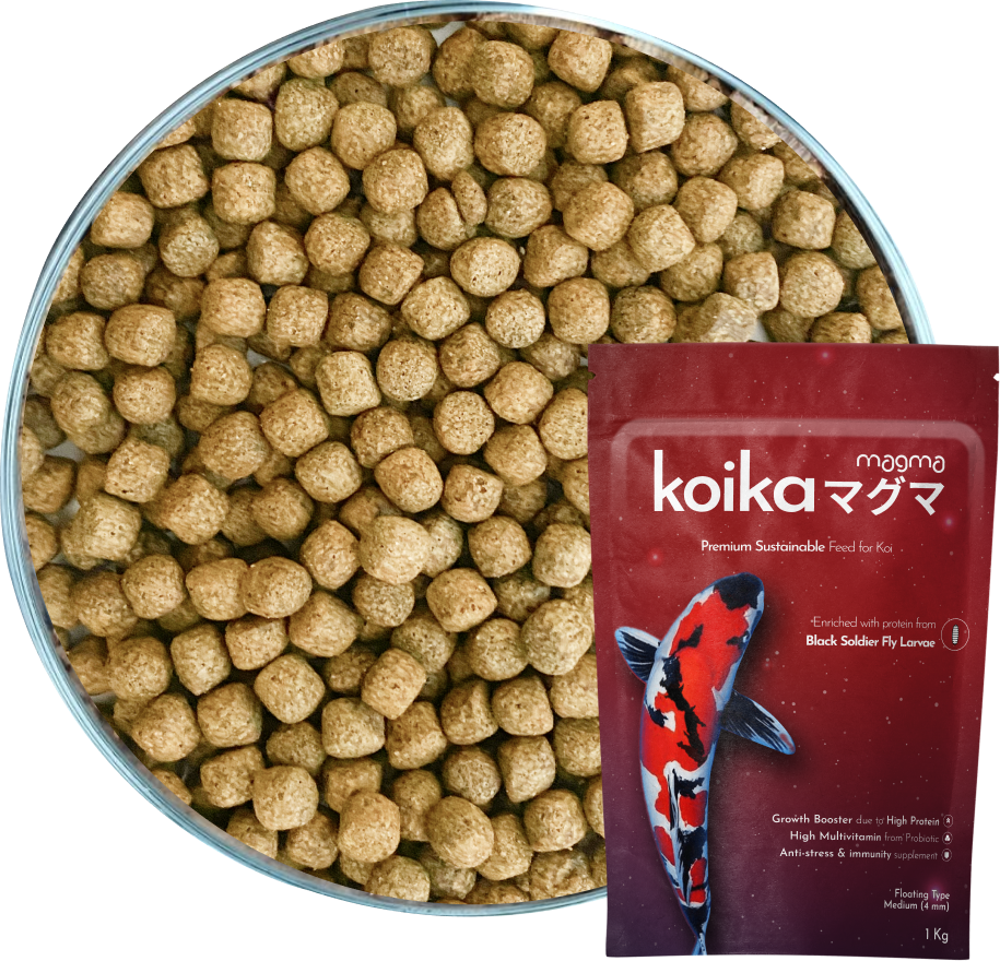 Magma Koika Magalarva