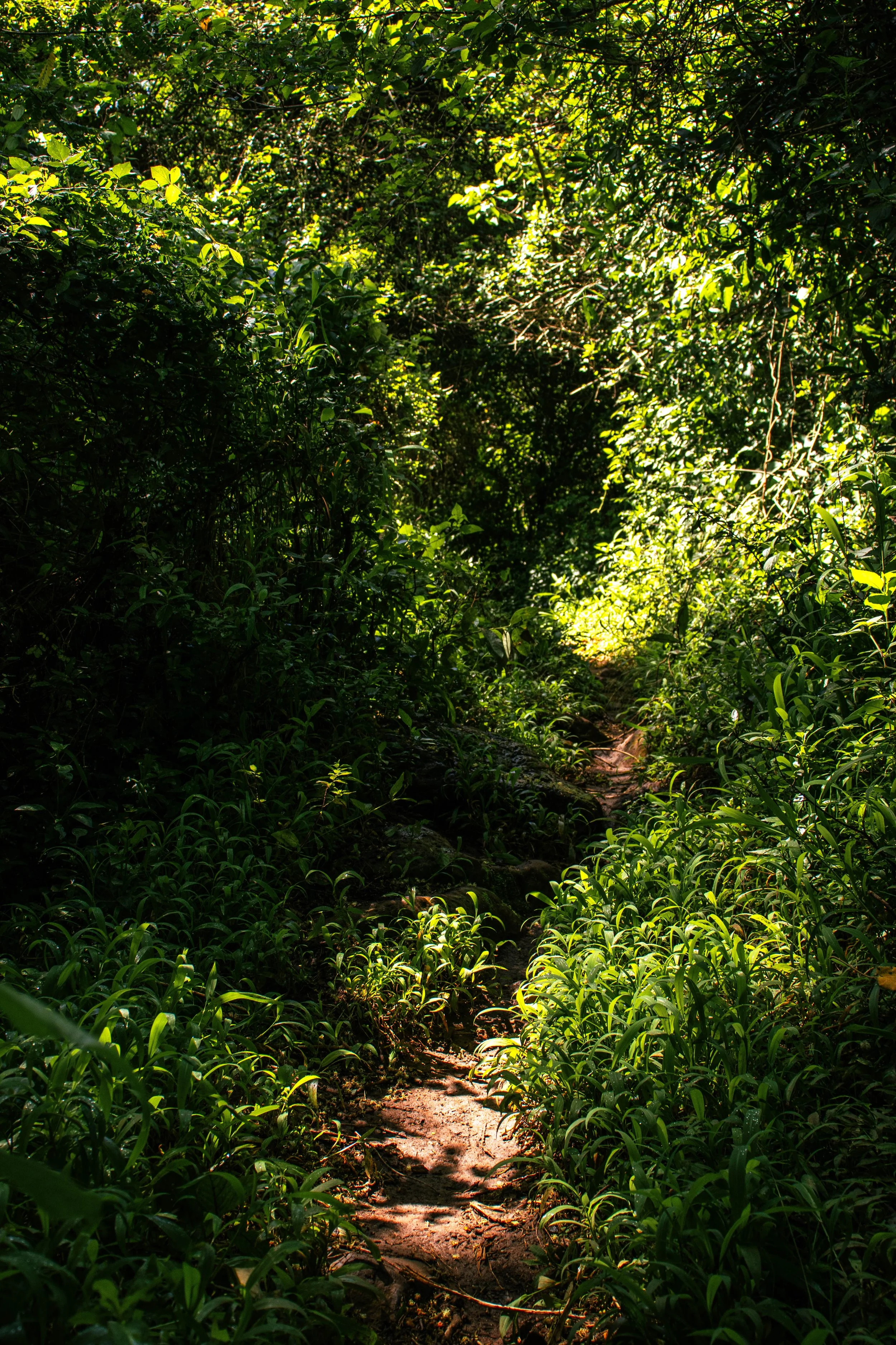 The Liminal Allure of the Countryside