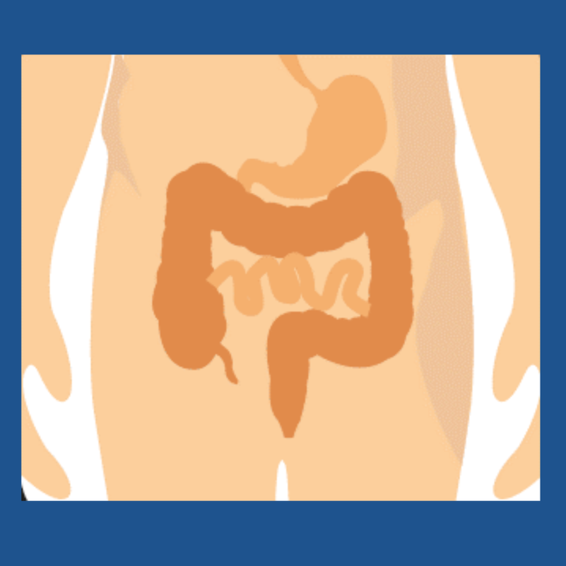 Diagram of a human digestive system highlighting the stomach and intestines.