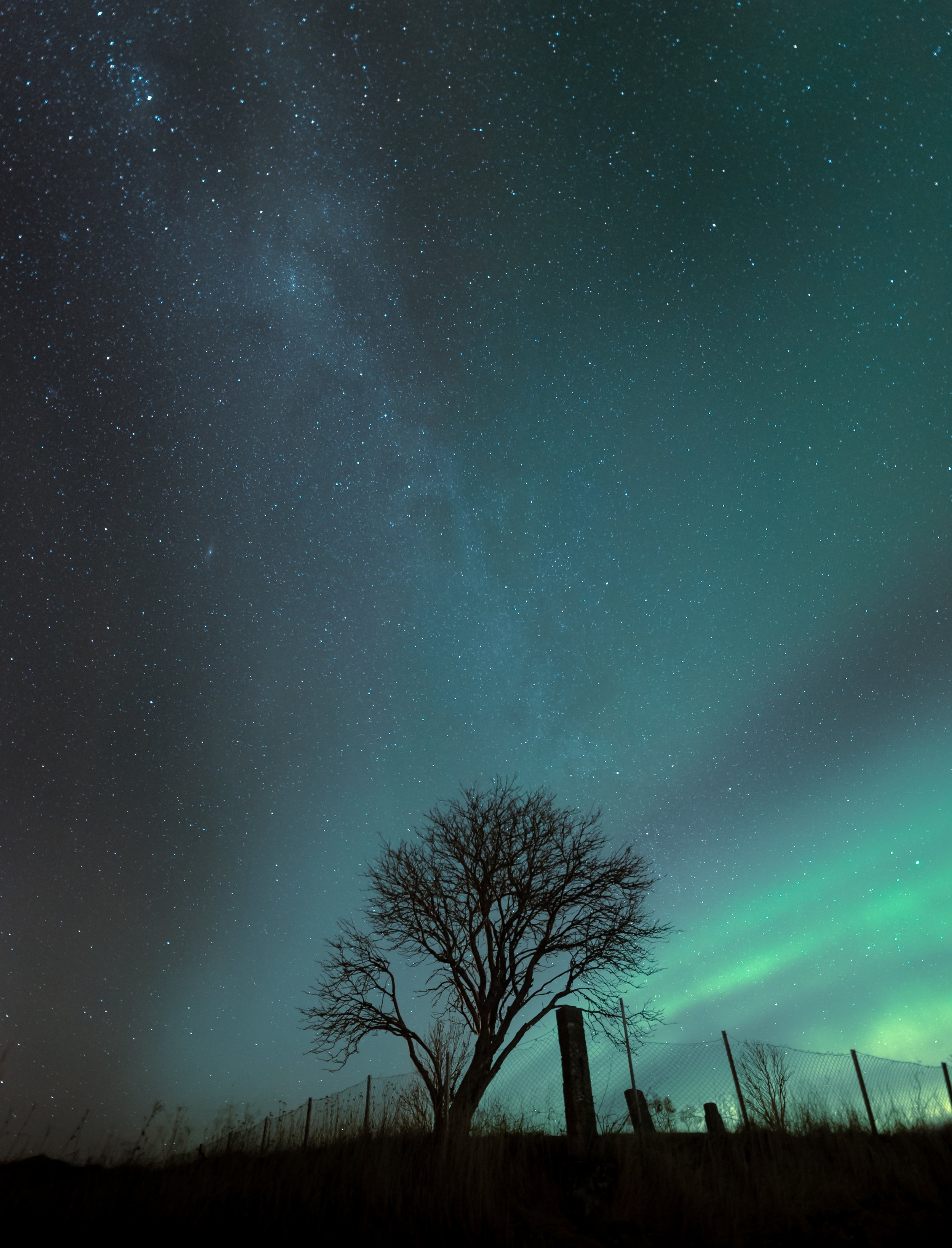 tree nordlys.jpeg