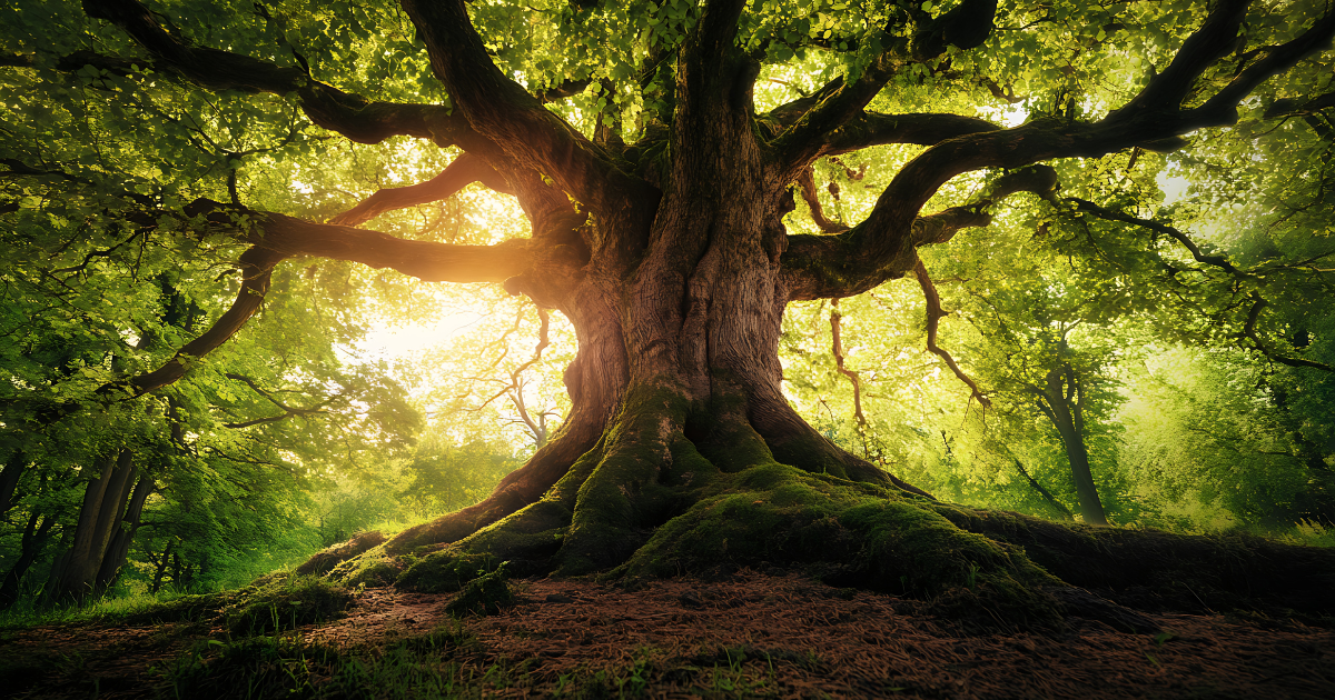 Grounding Meditations  - Roots of a Tree