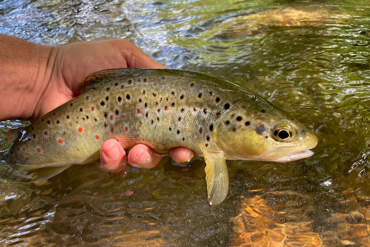 Les petites rivi&egrave;res r&eacute;servent de belles surprises, surtout au printemps lorsqu'elles sont bien en ordre ! Tr&egrave;s belle sortie en p&ecirc;chant au ver🪱, avec A&eacute;rius 330 tr&egrave;s plaisante dans ces parcours, Nylon XTrem 1