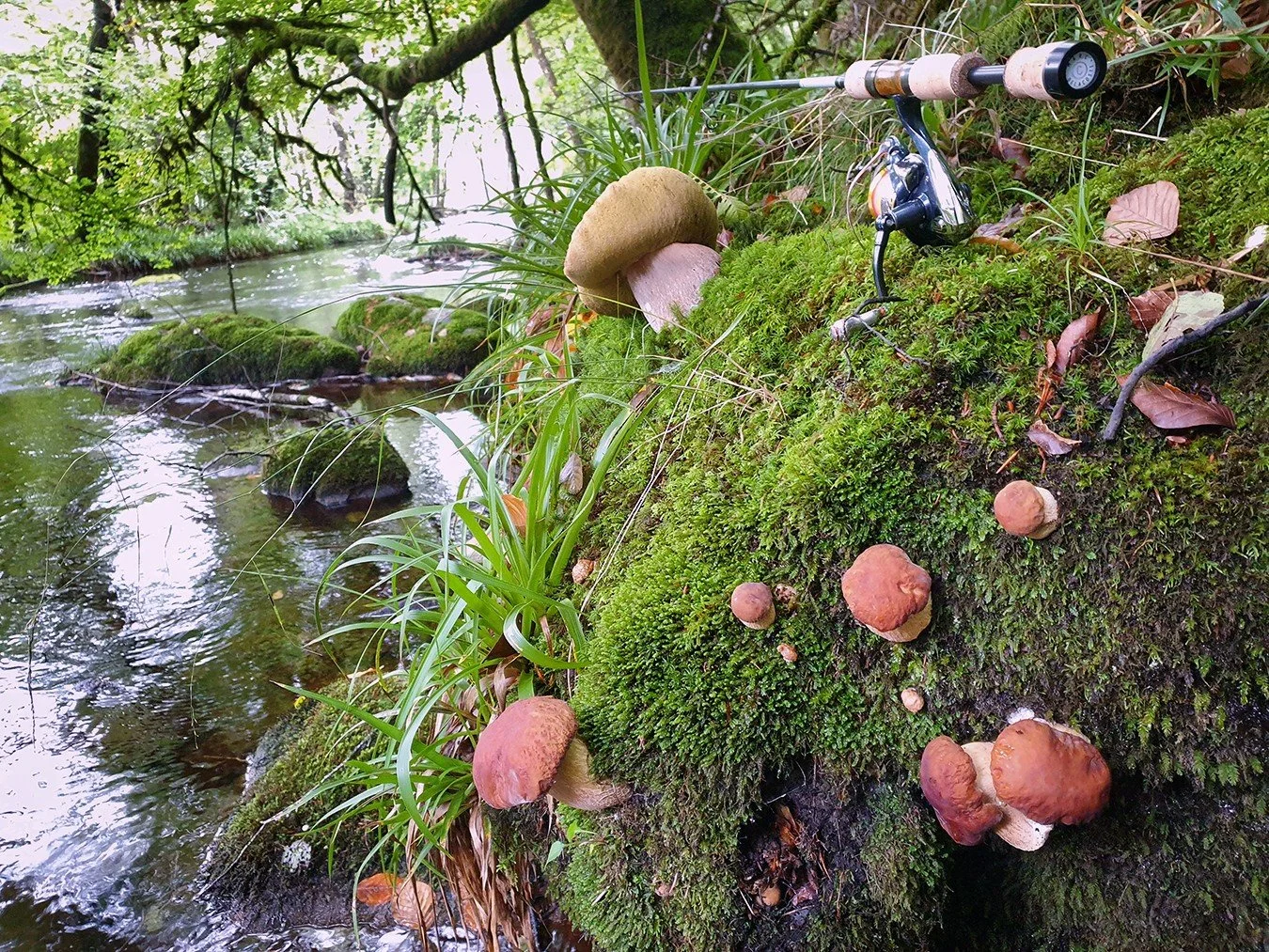 P&ecirc;che &agrave; la truite aux leurres ou cueillette des champignons 🍄&zwj;🟫 ? Eh bien les deux ! Les conditions durant cette p&eacute;riode de pr&eacute;-fermeture 2025 &eacute;taient tr&egrave;s bonnes avec ces pluies providentielles de septe