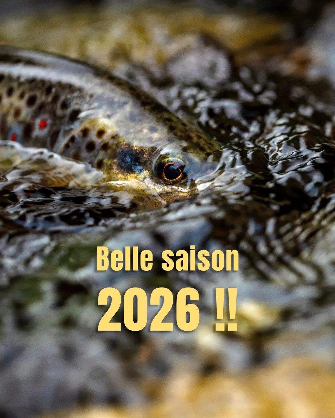 C 'est parti 😉🥳 ! L'&eacute;quipe Pur Style Truite-Marc Delacoste vous souhaite un magnifique week-end d'ouverture et une tr&egrave;s belle saison 2026 !