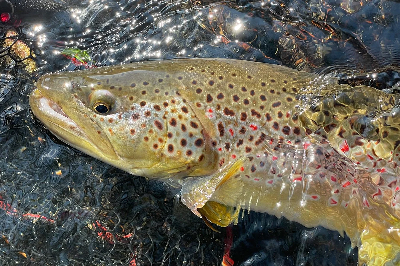 Premi&egrave;re belle fario de la saison prise par Marc Delacoste ce week-end sous le soleil 😎 Un joli test pour le nouveau Loxus SA et l'utilit&eacute; dans ce cas pr&eacute;cis de la manivelle...qui est une manivelle de combat 💪 ! P&ecirc;che au 