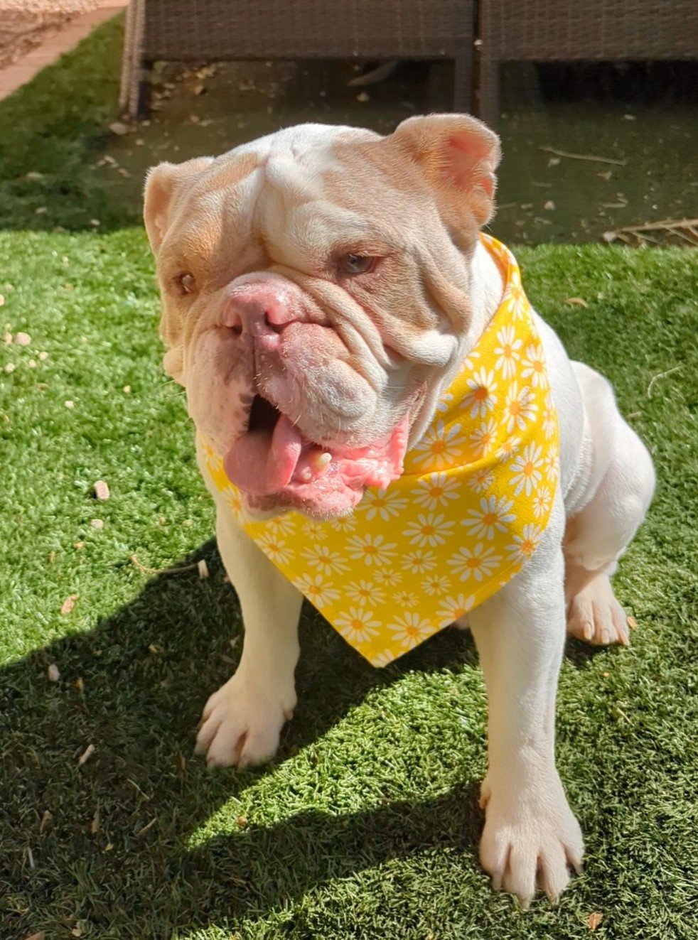 Spring Time Lily Flowers Yellow Dog Bandana2.jpg