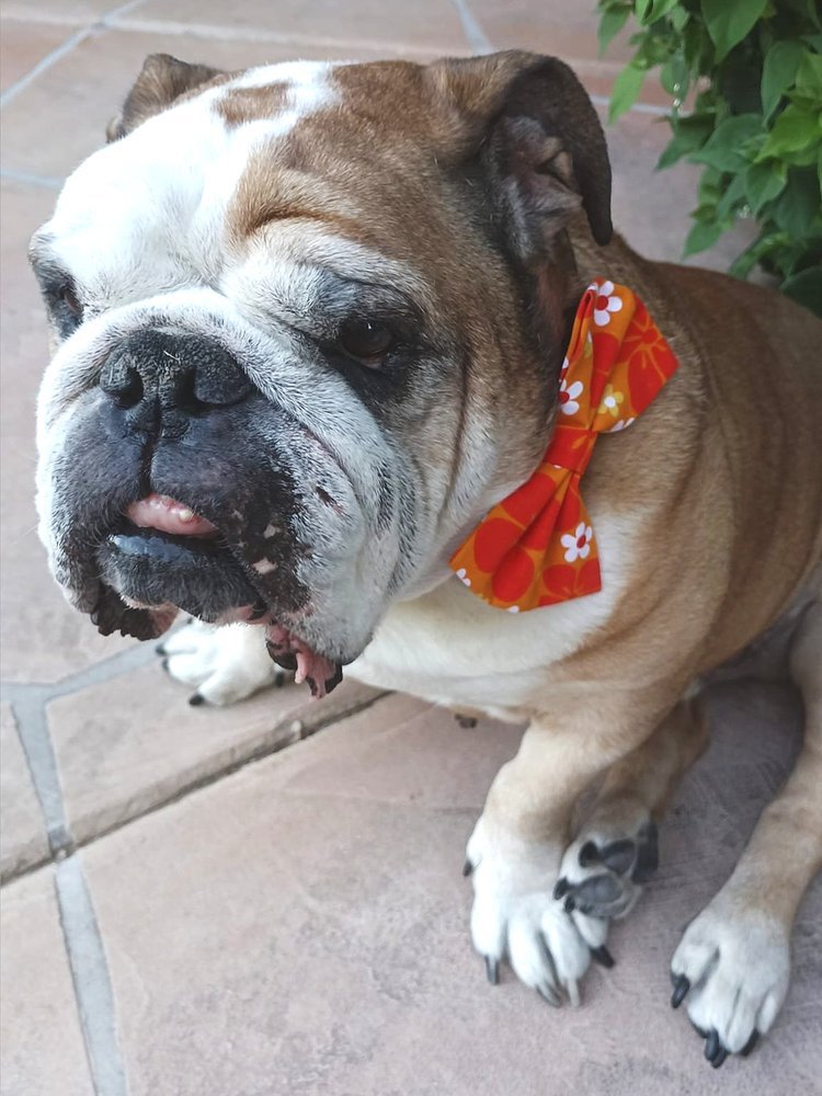 Handmade Summer Orange Flowers Dog and Cat Bow Ties
