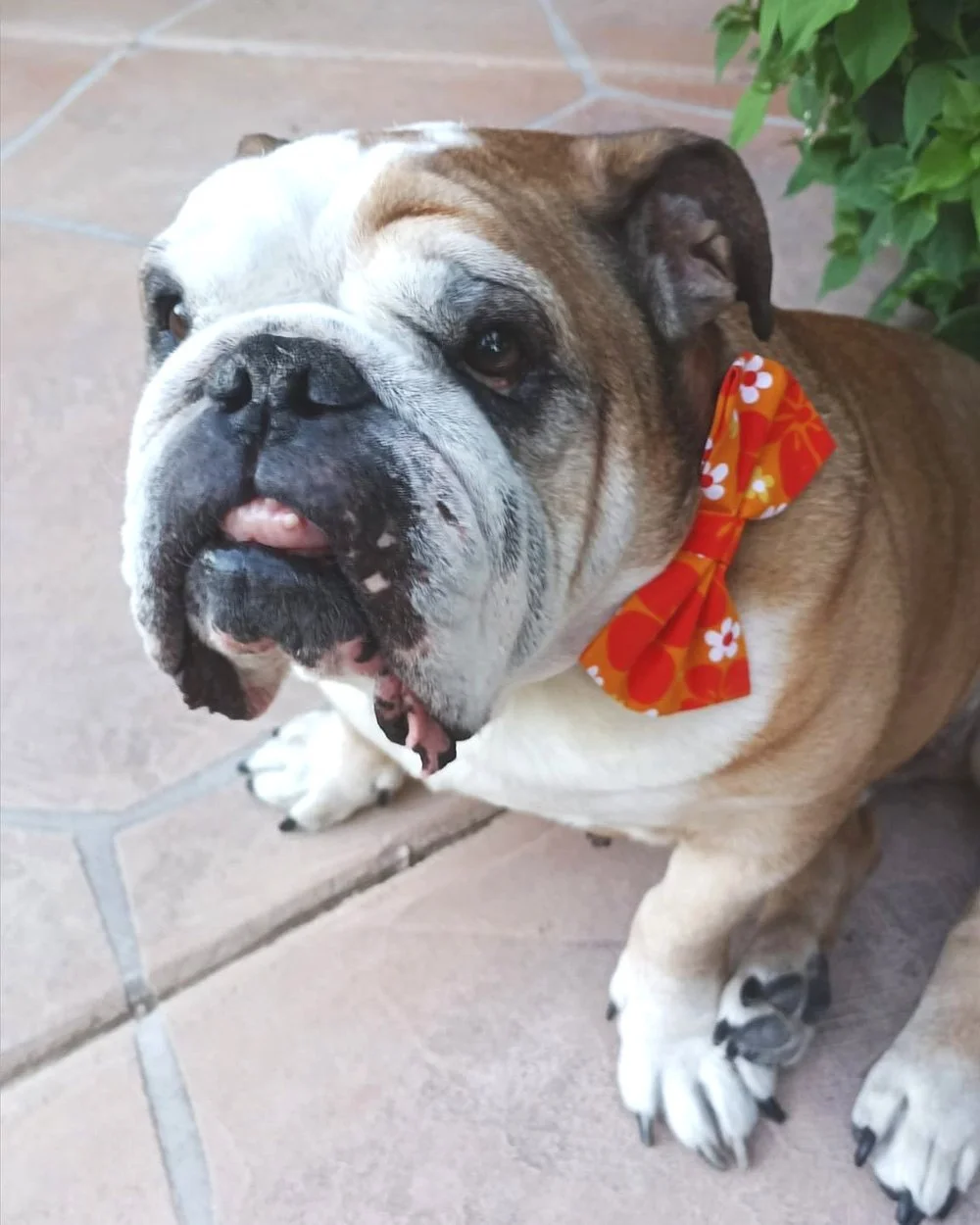 Handmade Summer Orange Flowers Dog and Cat Bow Ties