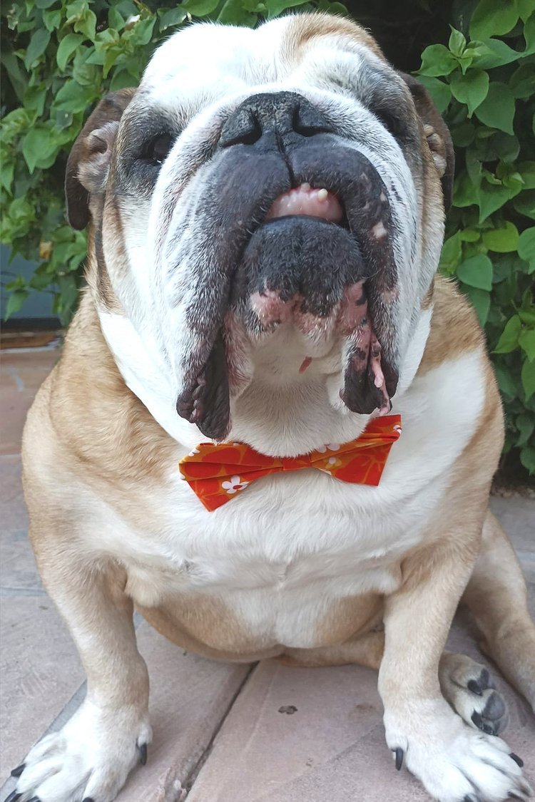 Handmade Summer Orange Flowers Dog and Cat Bow Ties