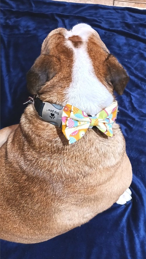 Little Birdie Dog and Cat Bow Ties
