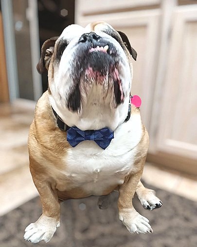 Blue Wheels Dog and Cat Bow Ties