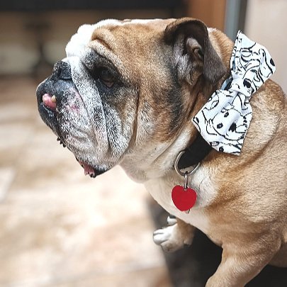 Black and White Doggy Face Dog Bow Ties
