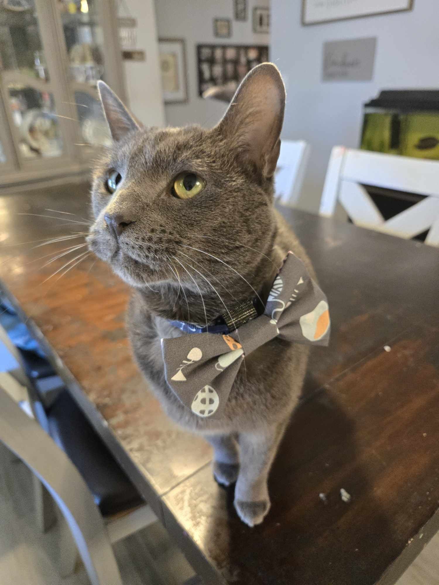 Kitty cat bow tie.jpg