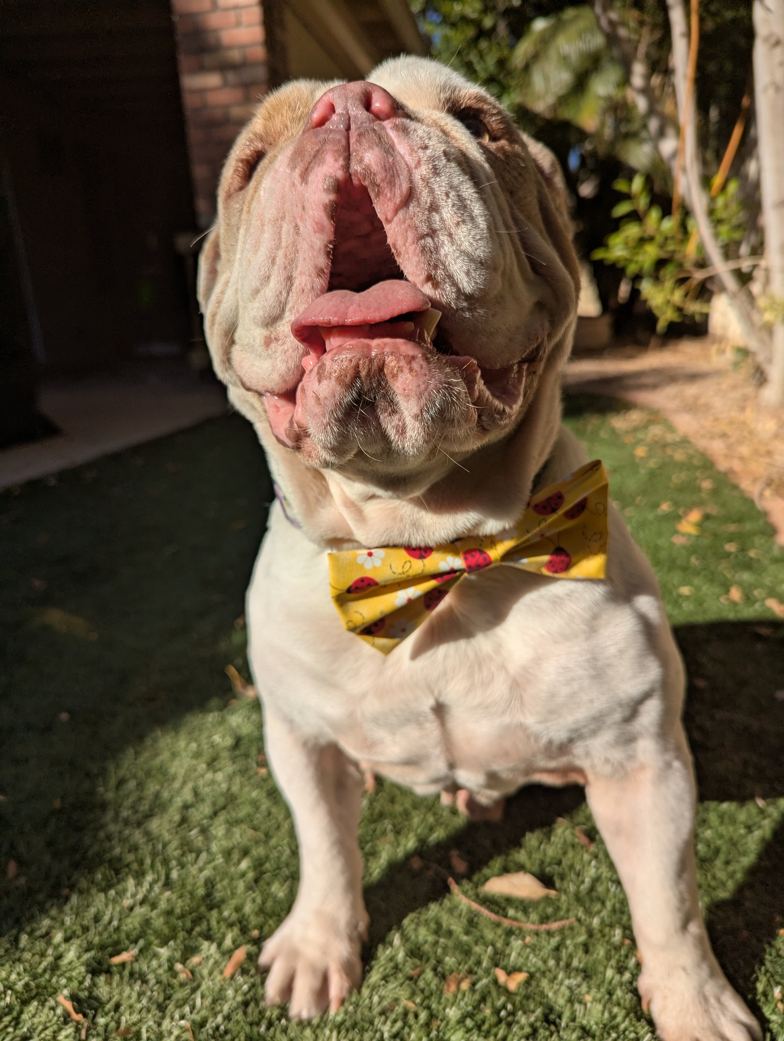 Lady Bug Spring Time Dog Bow Ties.jpg