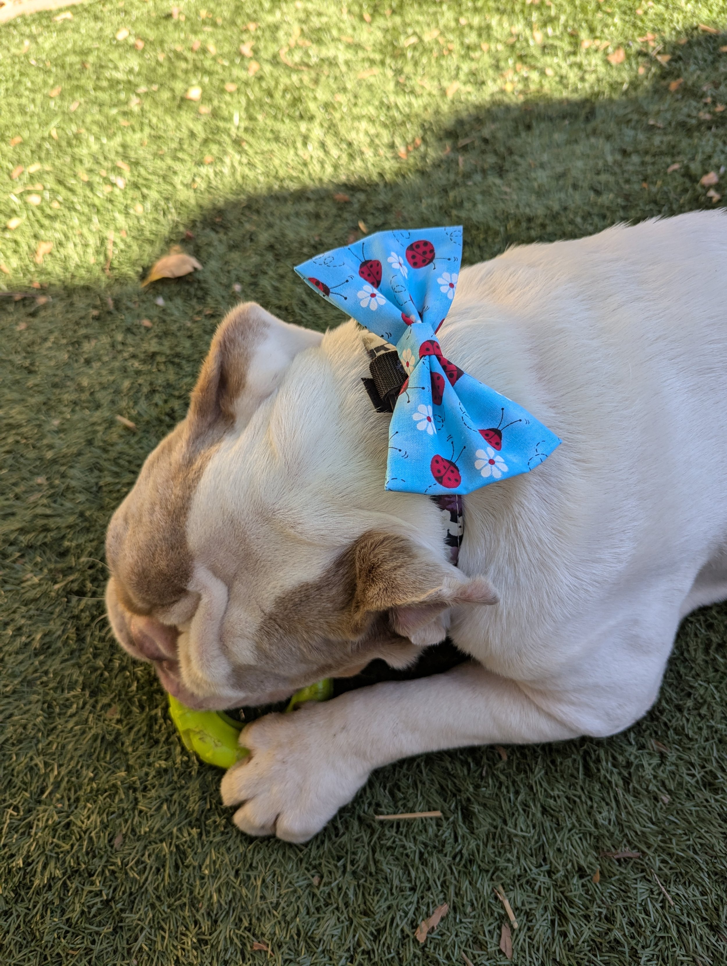Lady Bug Spring Time Dog Bow Ties3.jpg