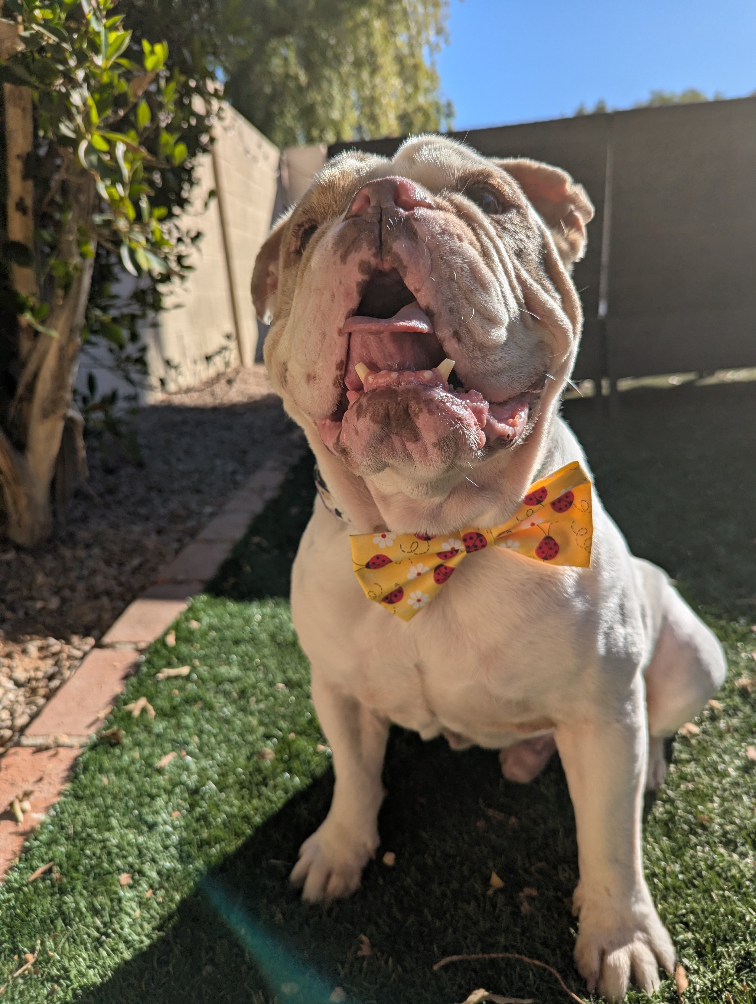 Lady Bug Spring Time Dog Bow Ties2.jpg