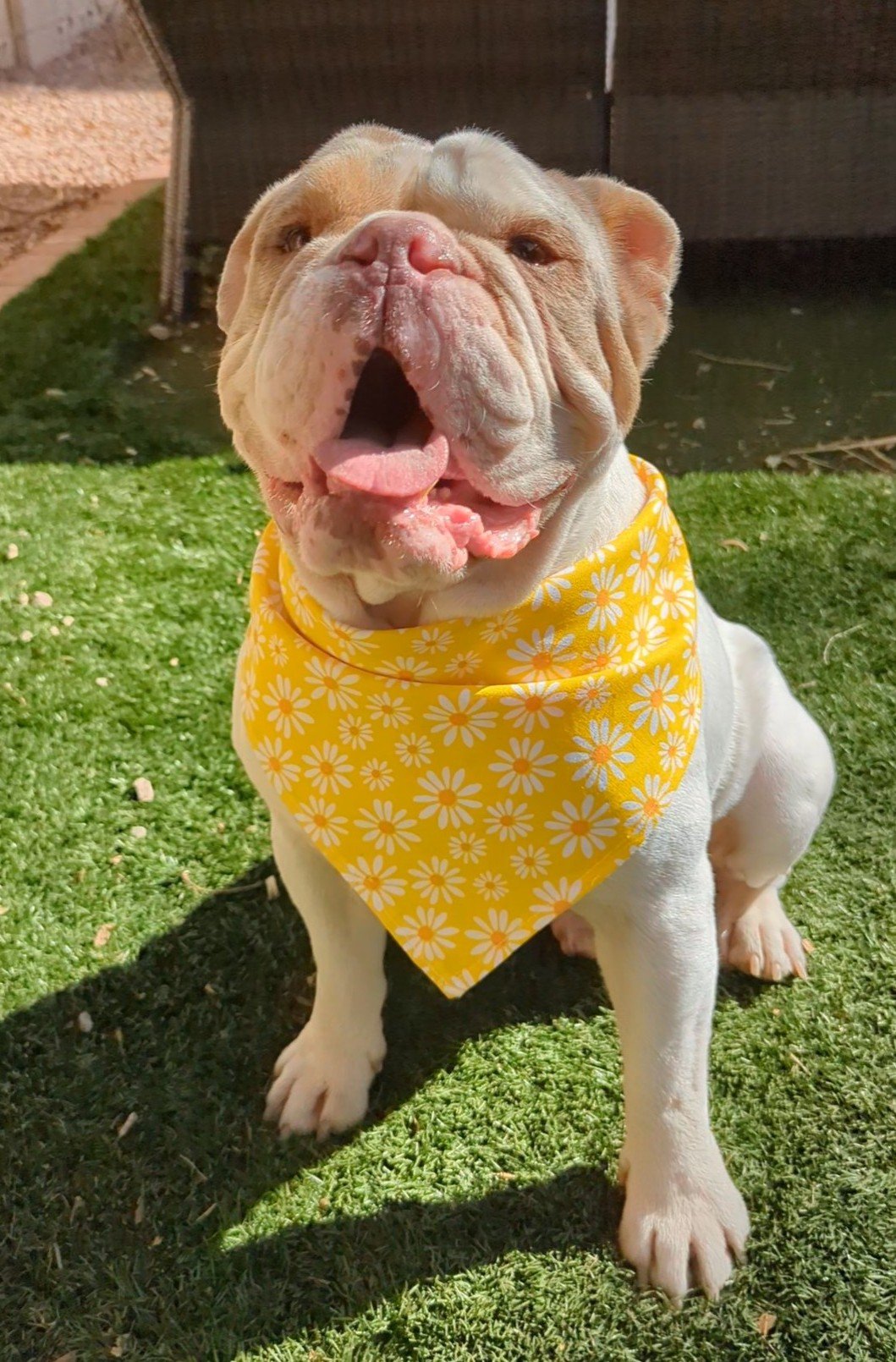 Spring Time Lily Flowers Yellow Dog Bandana3.jpg