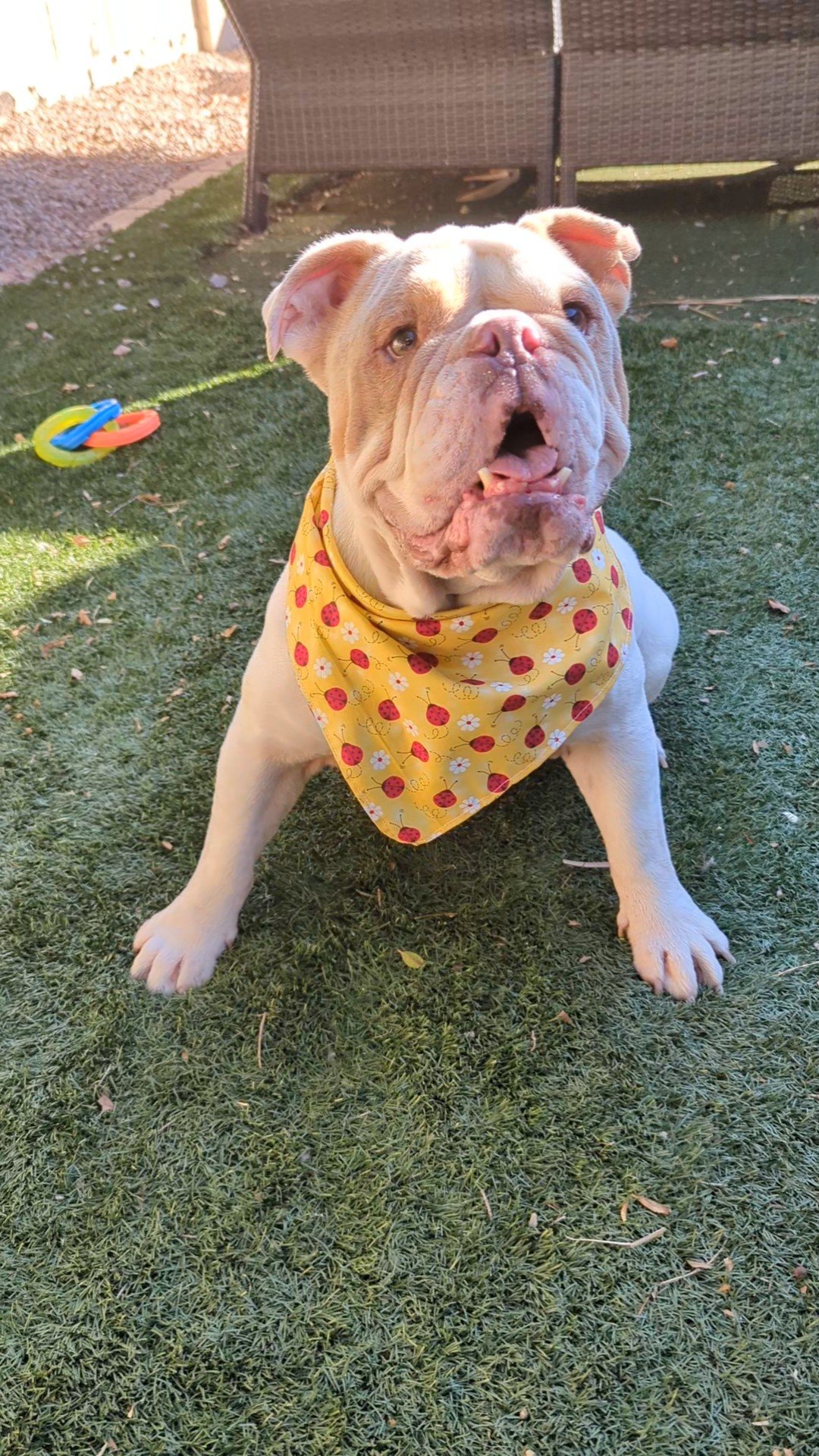 Lady Bug Blue and Yellow Double-Sided Dog and Cat Bandanas