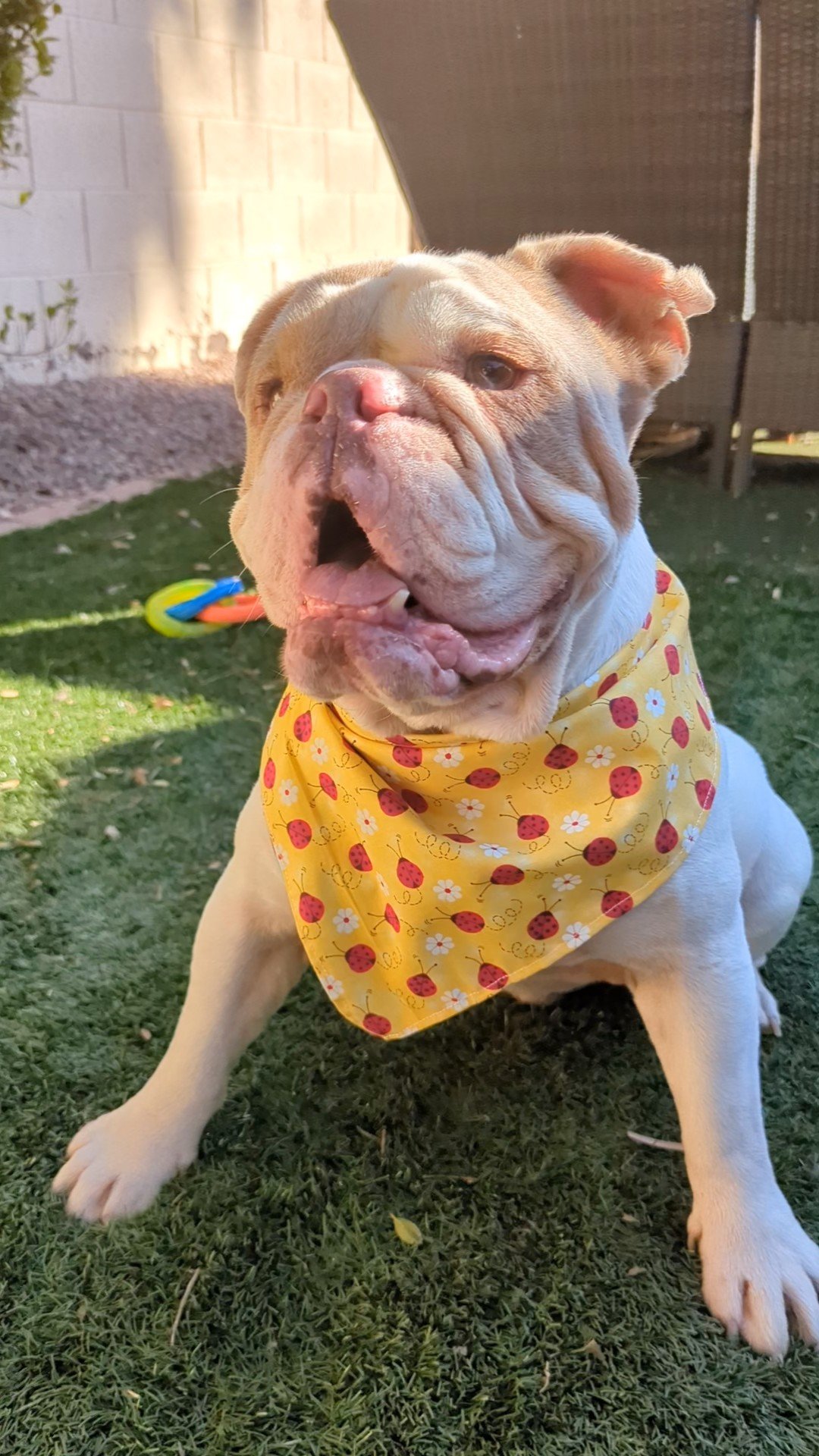 Lady Bug Blue and Yellow Double-Sided Dog and Cat Bandanas