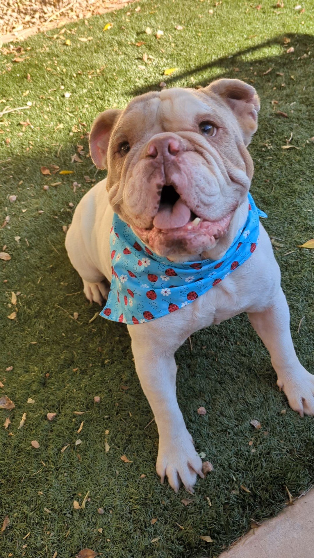 Lady Bug Blue and Yellow Double-Sided Dog and Cat Bandanas