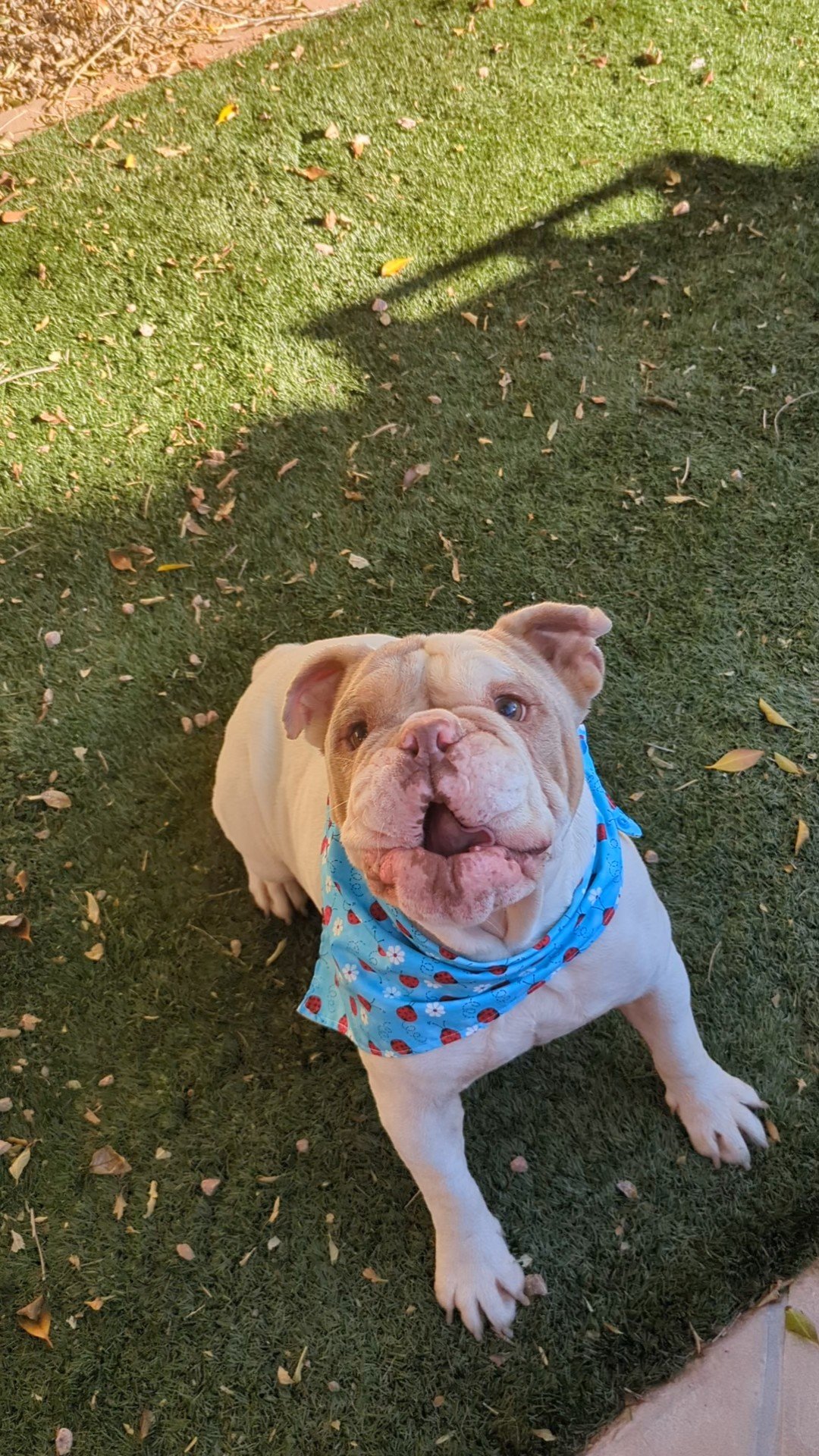 Lady Bug Blue and Yellow Double-Sided Dog and Cat Bandanas