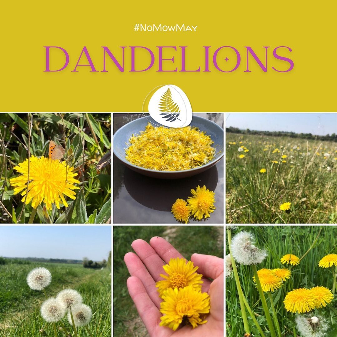 Did you know dandelions are an important early source of nectar and pollen for pollinators. 🌼
So when they pop up in your lawn this May why not let the dandelions flower. 
They&rsquo;ll help feed the pollinators and they look pretty too. 🌼🌼🌼

#sa