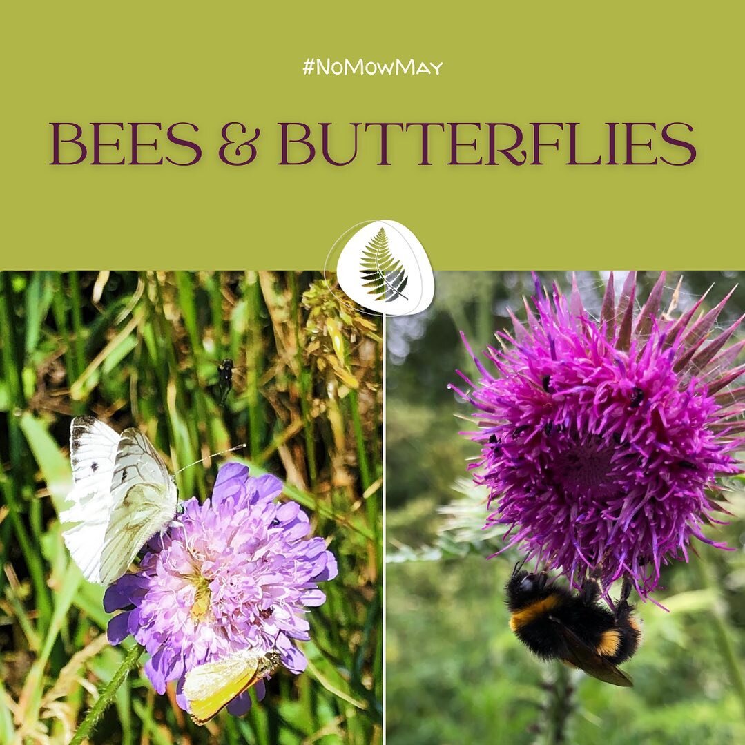 #NoMowMay research reveals that mowing your lawn less frequently can provide enough nectar for ten times more bees, butterflies, moths, beetles and other pollinators. 🐝
Go on give it a try - leave your mowed in the shed this month! 🦋 
#PollinatorFr