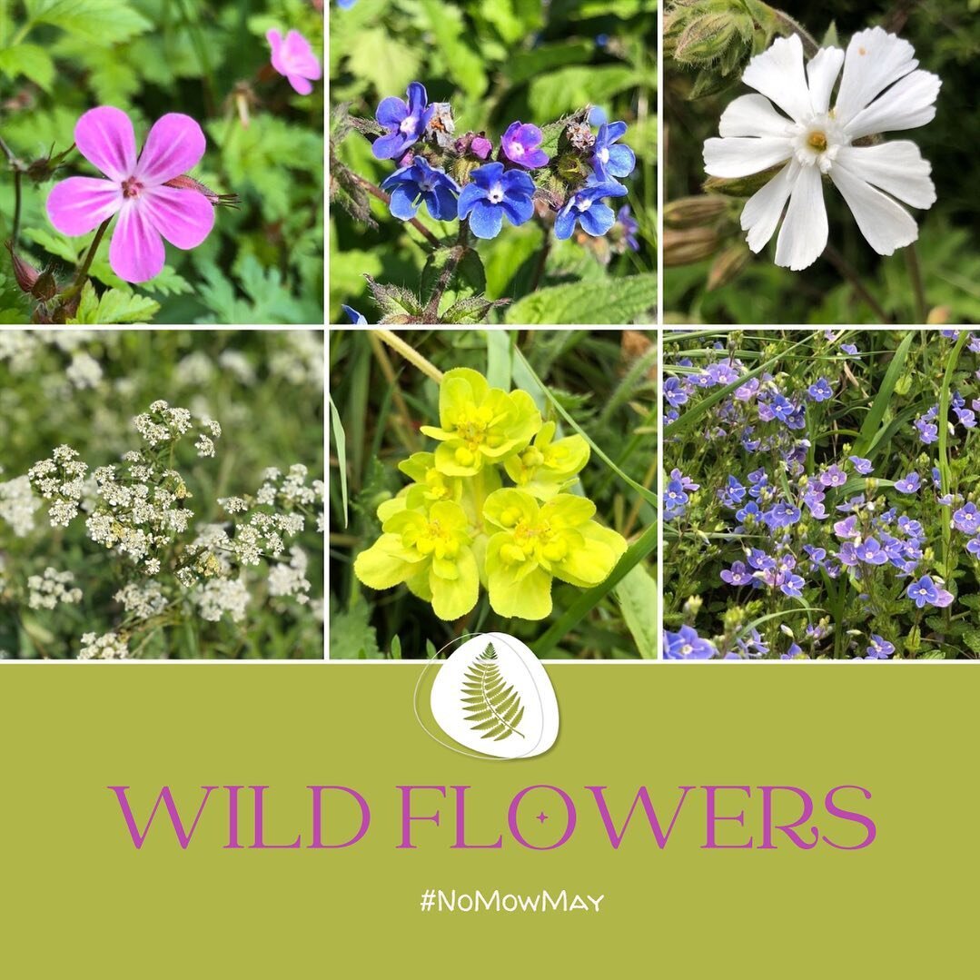 People who&rsquo;ve taken part in #NoMowMay have noted many wild plants growing in their grass. 
Plants like wild garlic, orchids, wild strawberry, snakeshead fritillary, meadow saxifrage, knotted clover and eyebright.
Just by not mowing the grass! A
