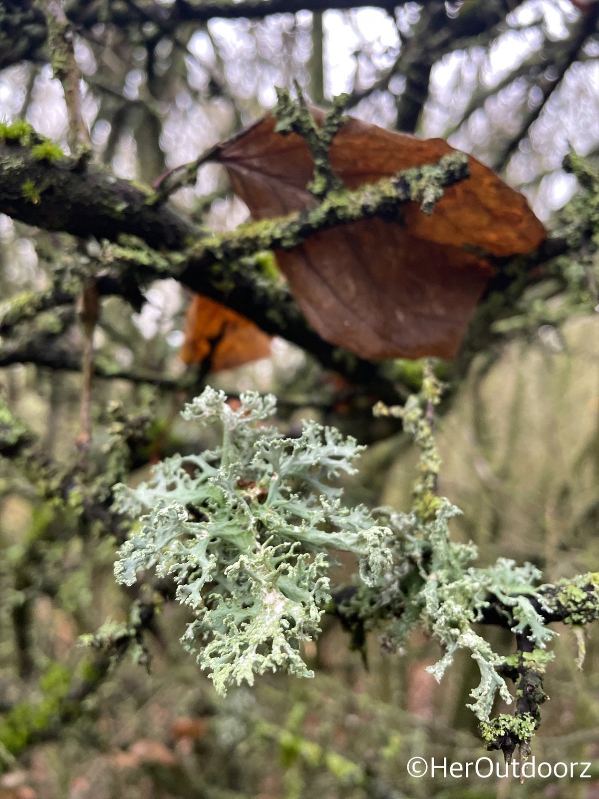 lichen