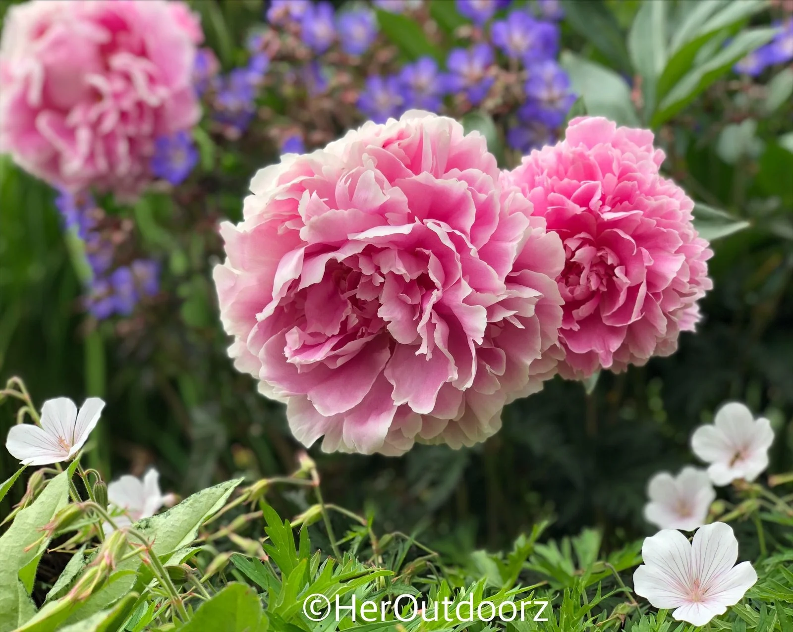 Midsummer — HerOutdoorz - Garden Designer and Nature Writer