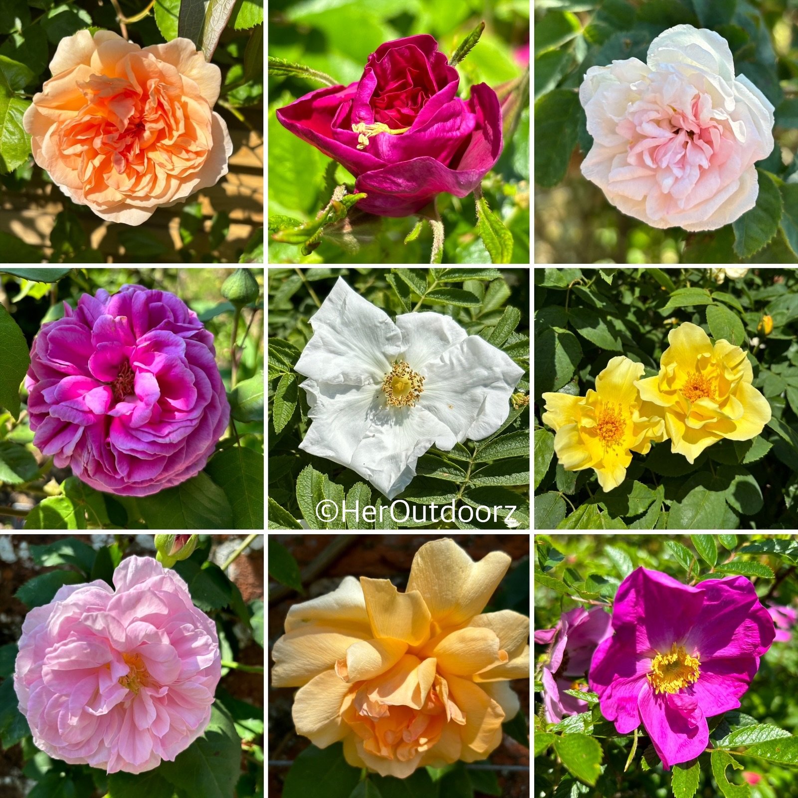 Gardens of Roses — HerOutdoorz - Garden Designer and Nature Writer