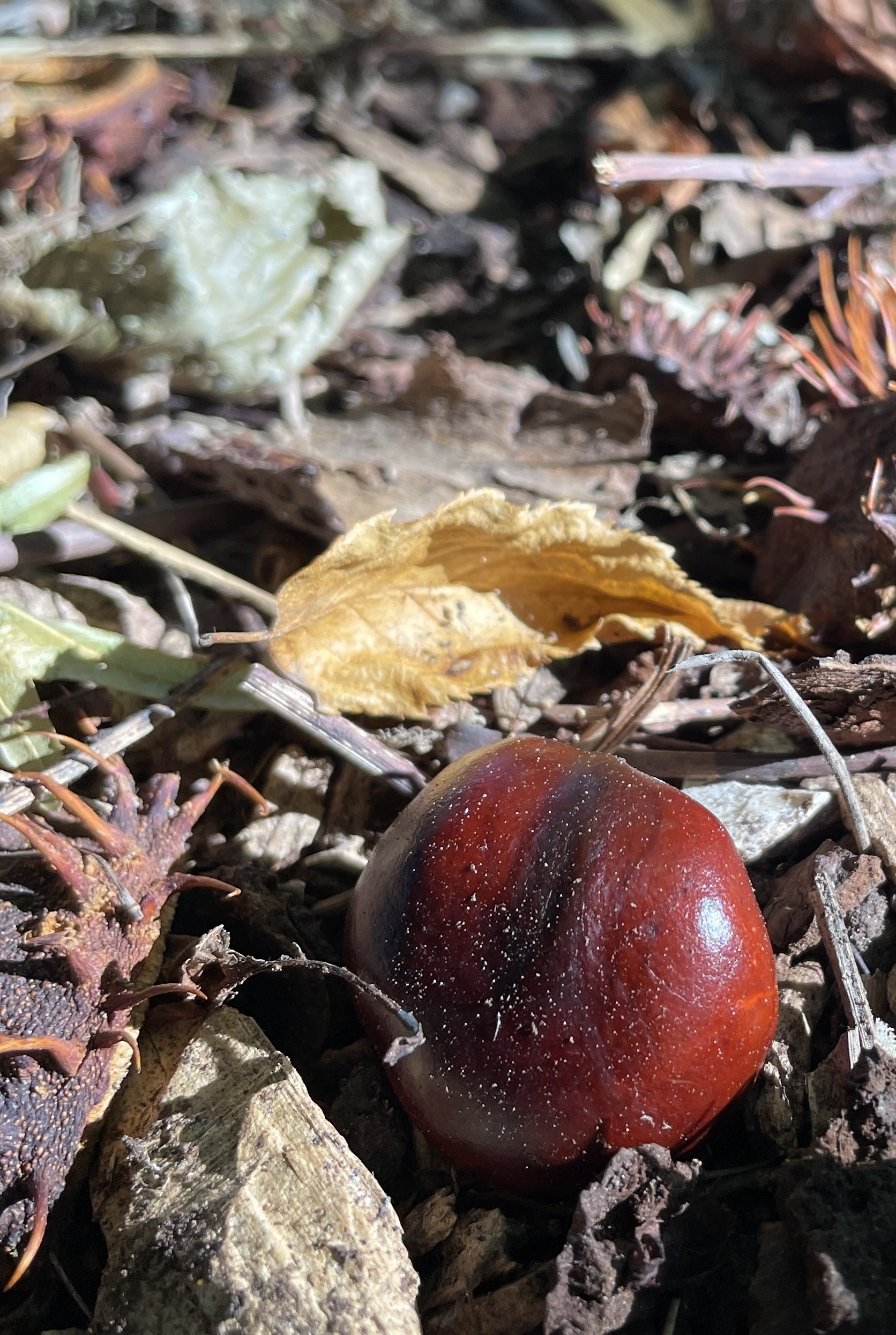 Captivating Conkers — HerOutdoorz - Garden Designer and Nature Writer