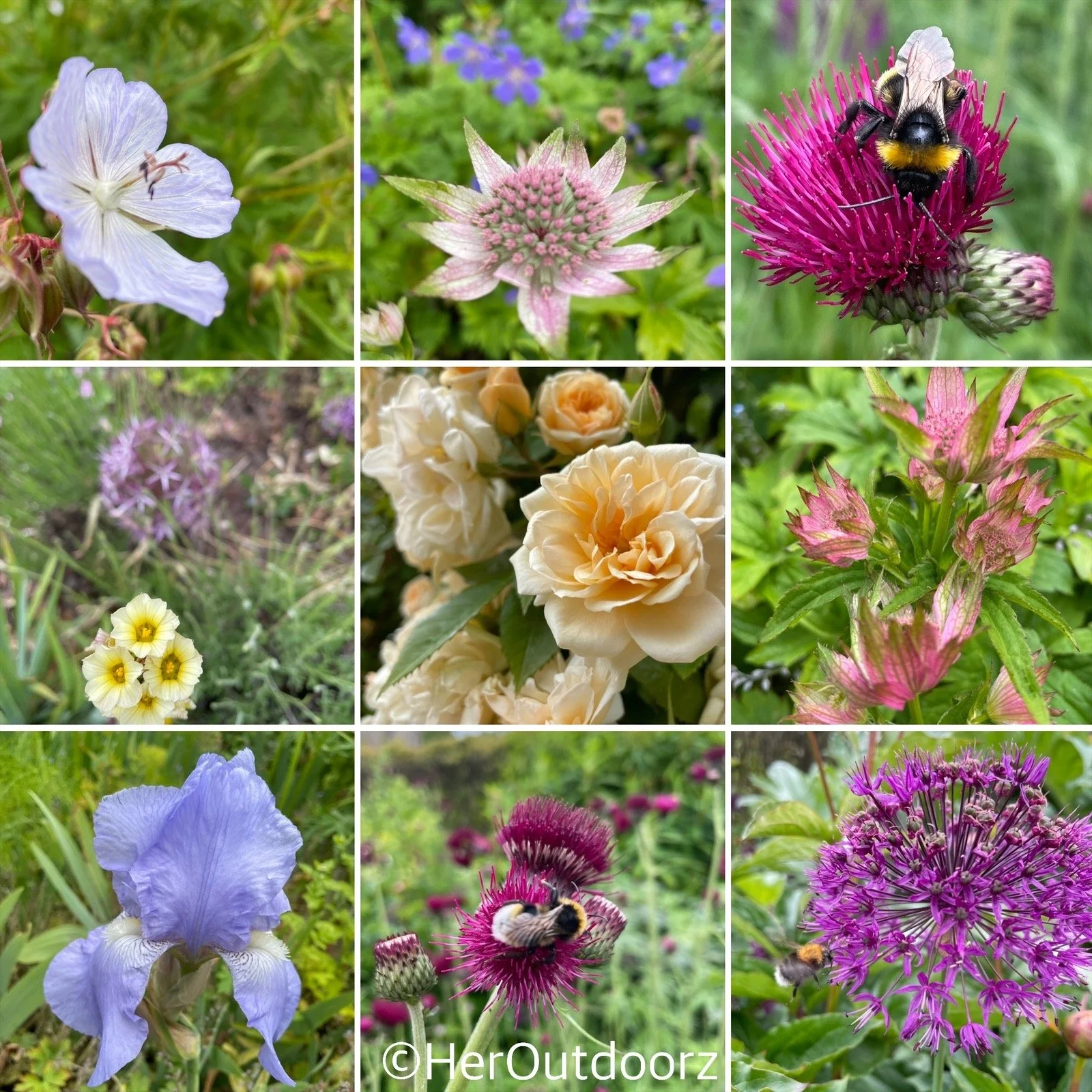 Midsummer — HerOutdoorz - Garden Designer and Nature Writer