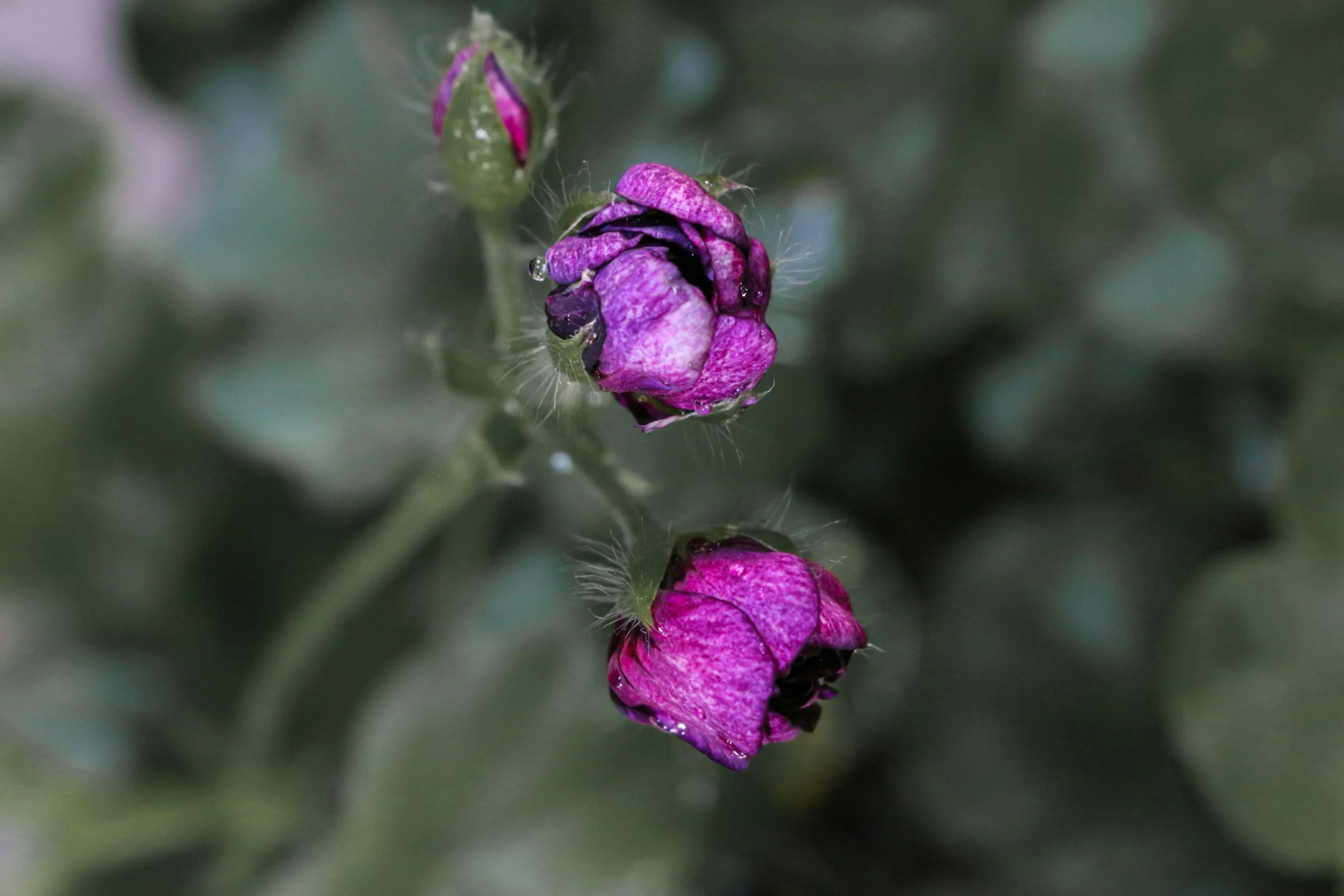 Three purple flowers grow from one green stem. Two appear almost ready to bloom while one is a bud.