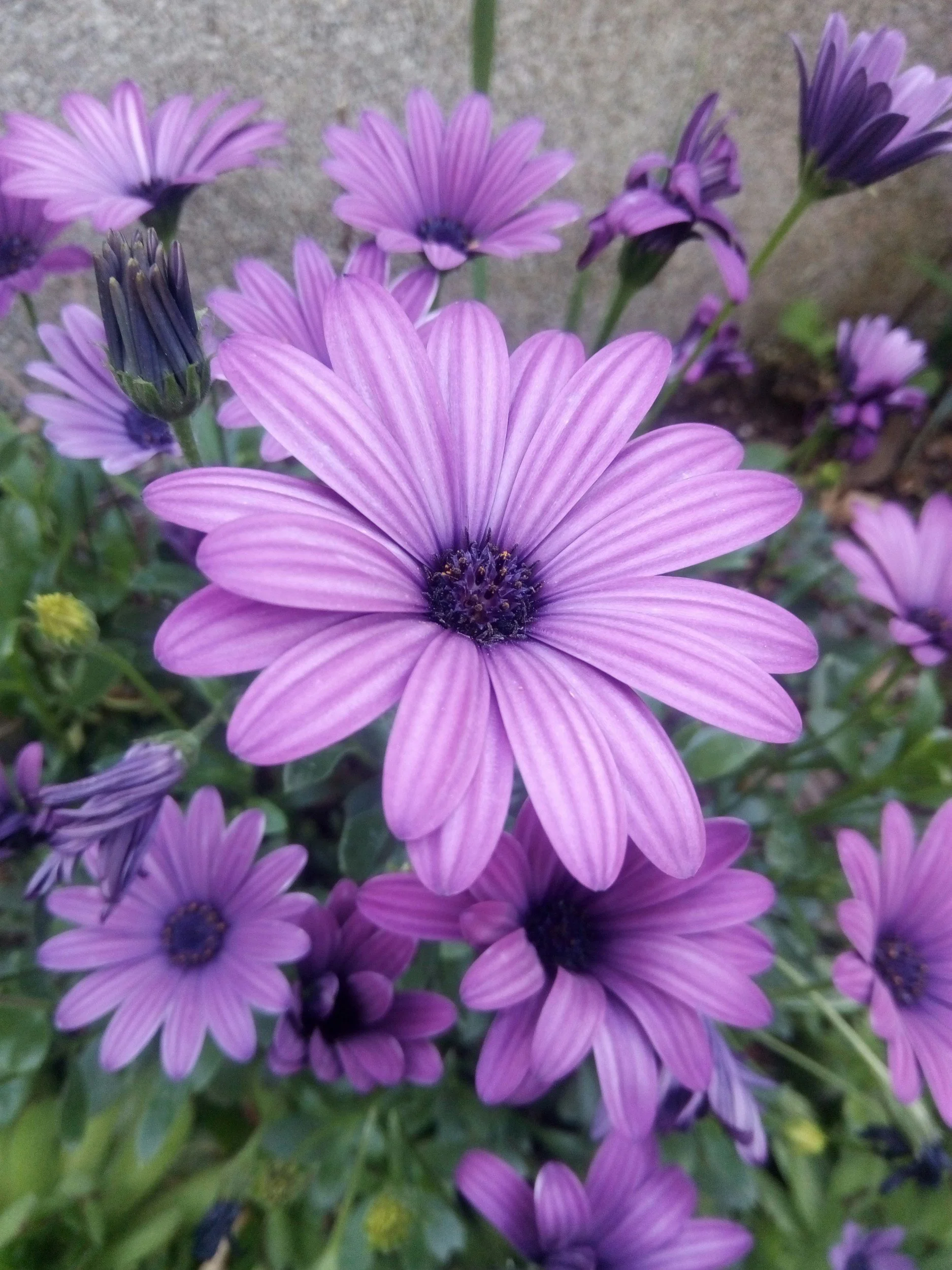 Flowers with purple and white stripes in bloom.