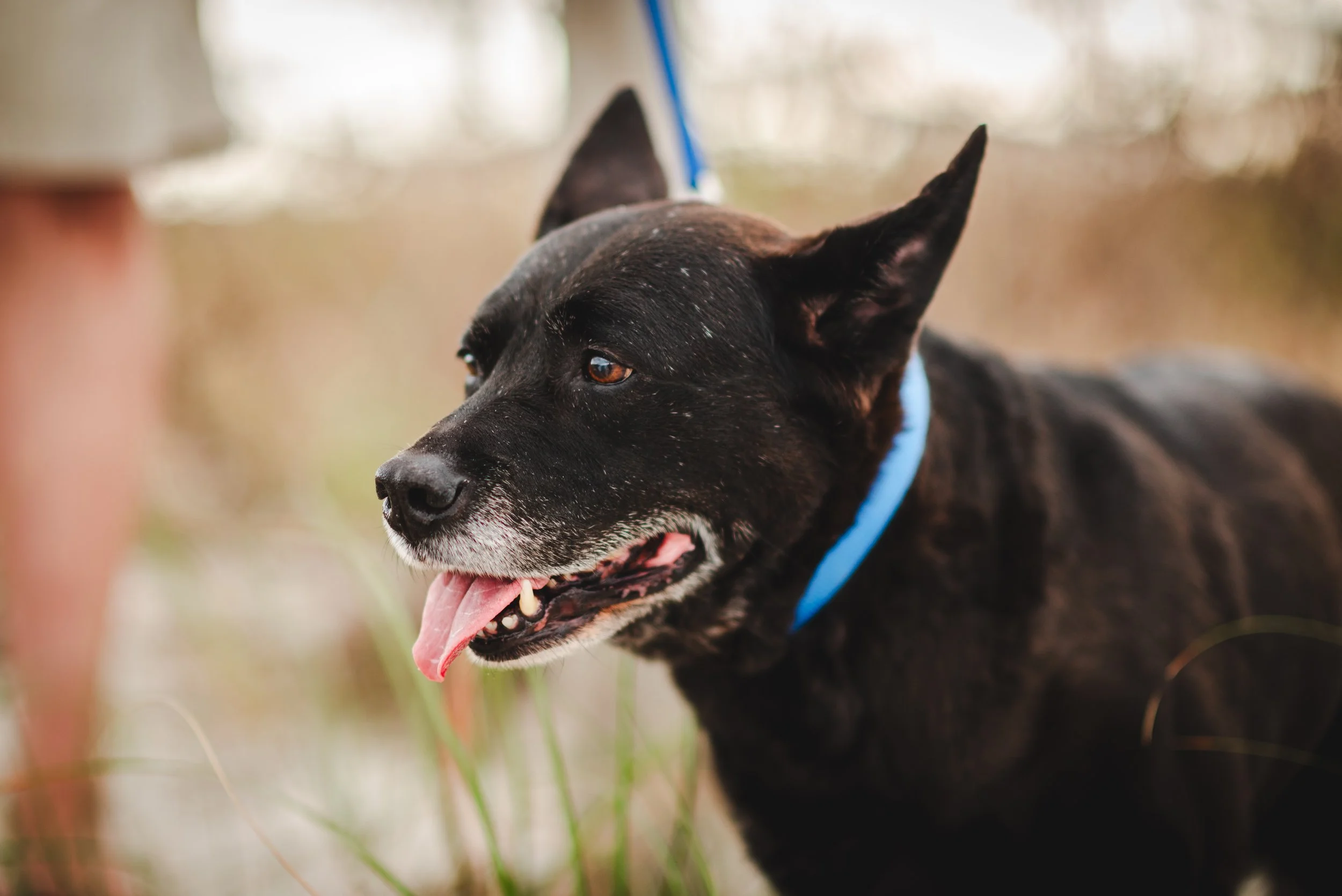 Close-up portrait of a senior black dog with a blue collar at Apollo Beach Nature Preserve