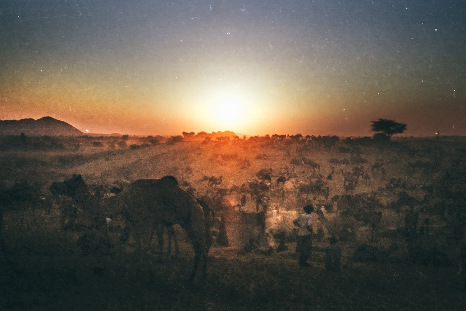 Le+Voyage+dans+le+Temps+-+Vincent+Bousserez+-+014+-+Le+Voyage+dans+le+Temps+-+Vincent+Bousserez+-+Inde-Pushkar-Marchéauxchameaux.jpeg