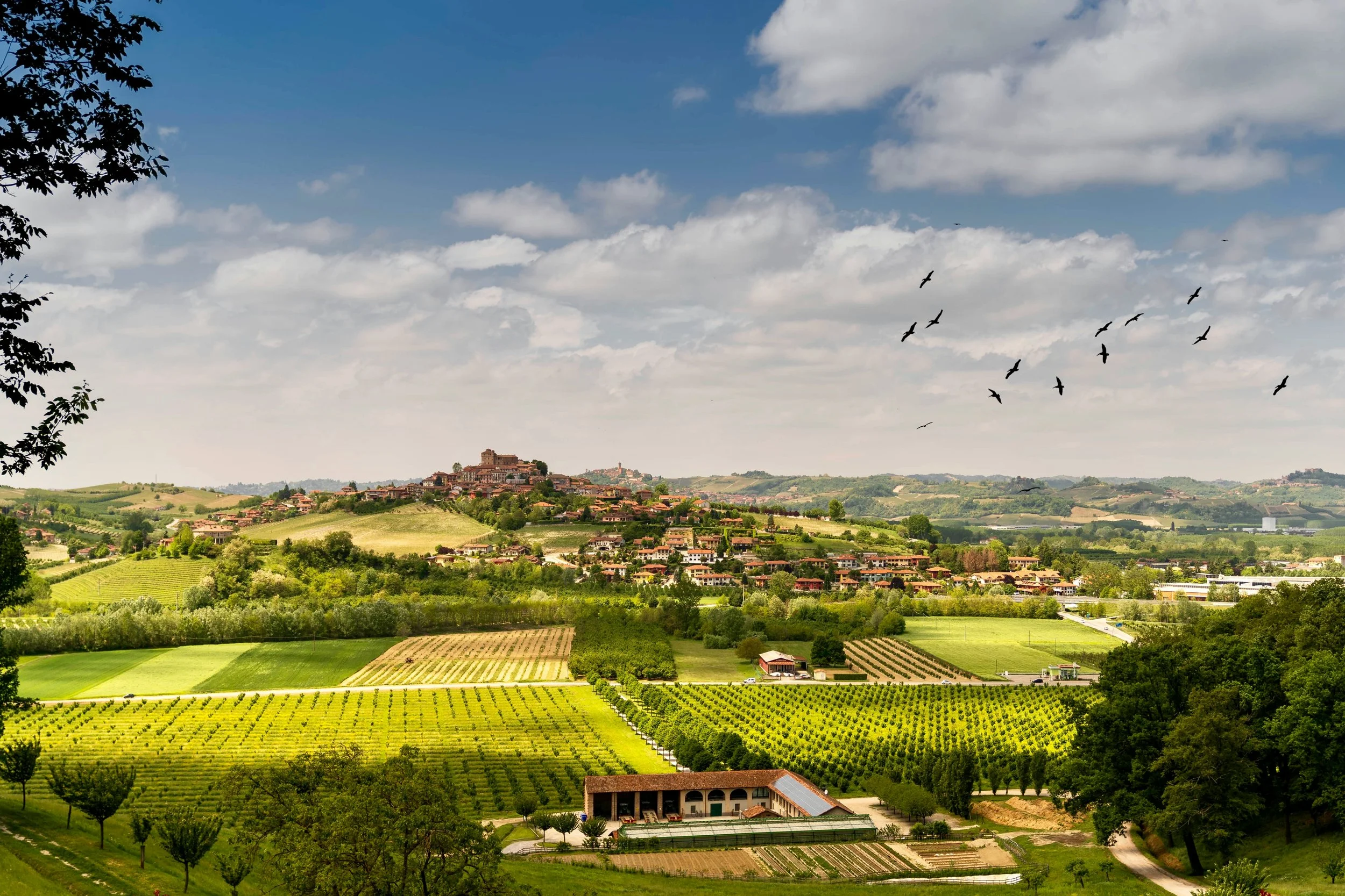 Discover Italy Through Its Iconic Wines: A Journey for the Senses