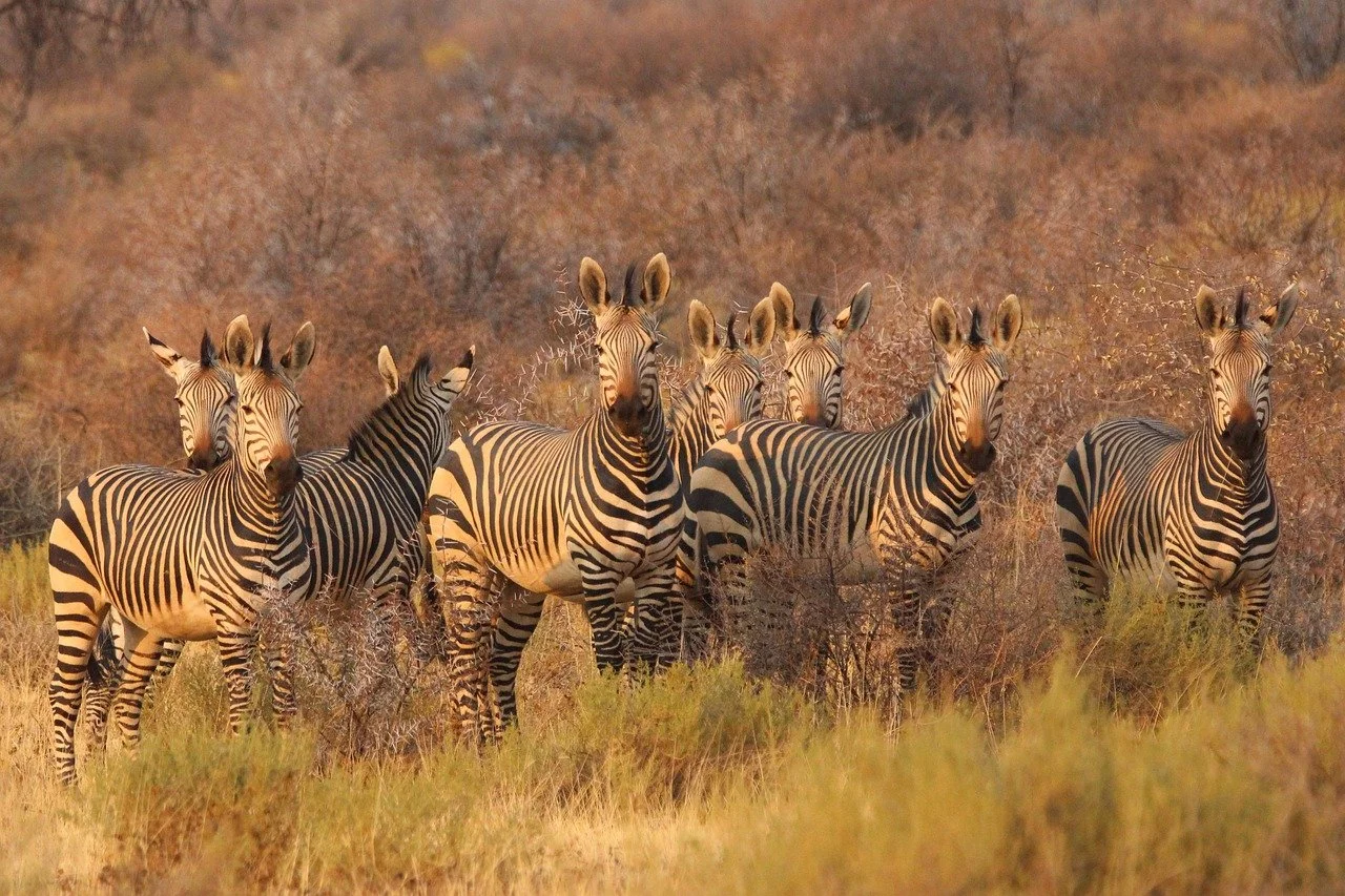 zebras-8054175_1280.jpg