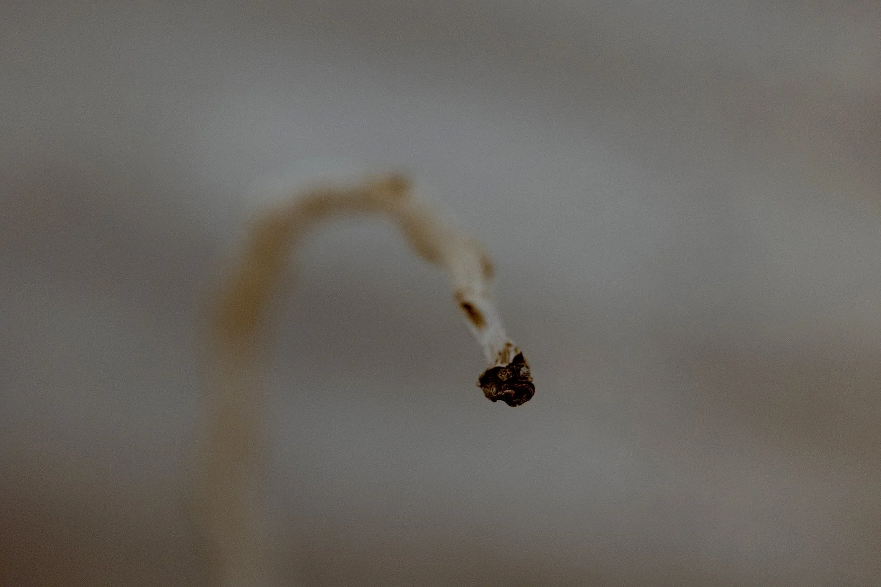 GeorginaSleap(2)_MaltaBiennale_LisA9Mar2026_0Z5A7582 copy.jpg