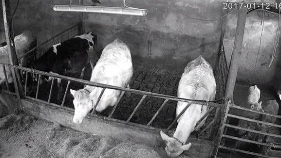 Black and white calves and white calf in a barn with feeding area.