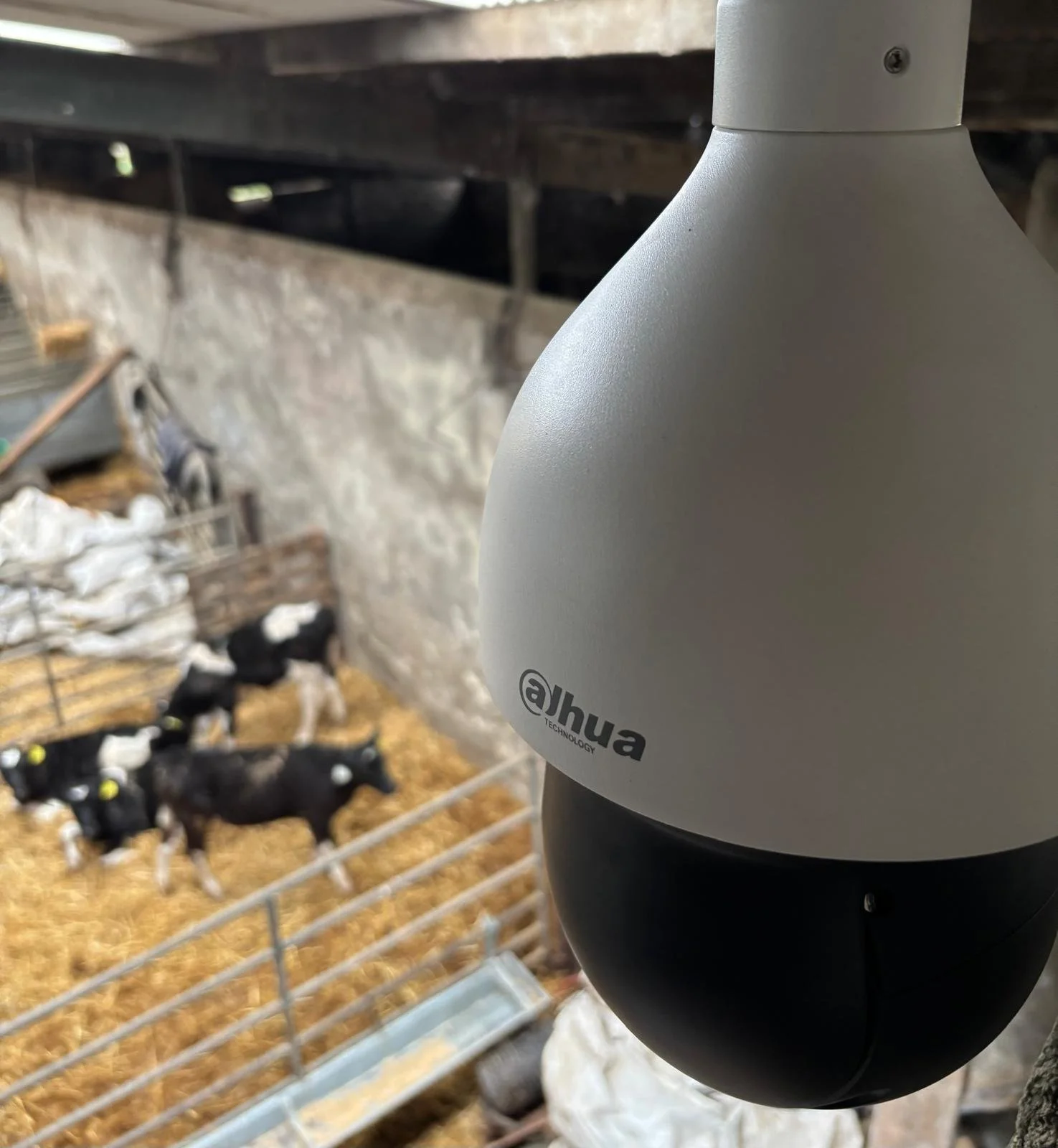 A herd of cows in a grassy field with a white and black security camera hovering in the air.