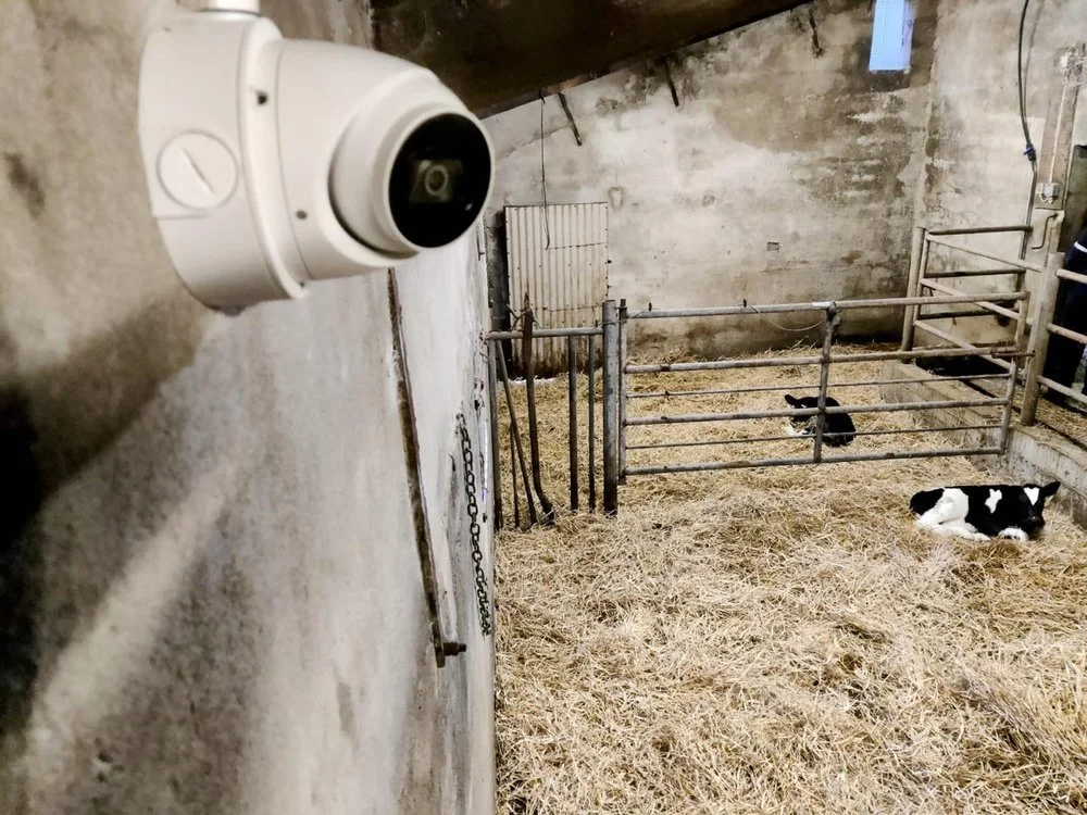 A security camera mounted on a wall inside a barn, with baby calves lying on straw bedding in the pen.